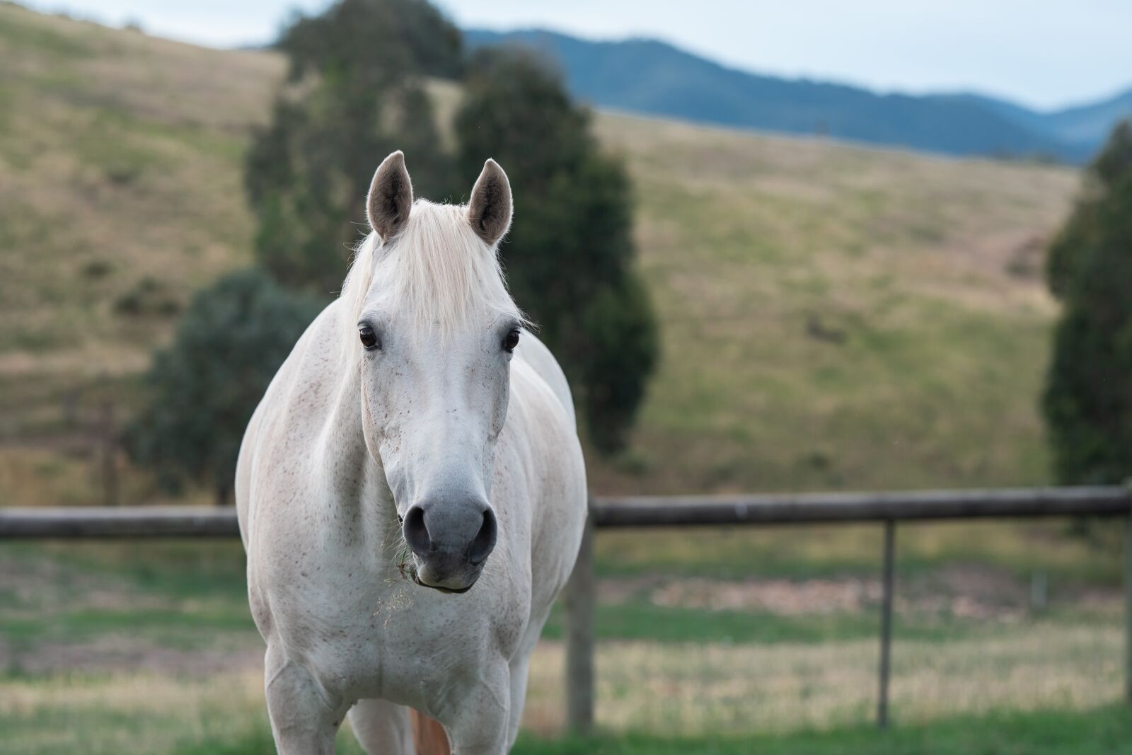 Nikon D750 sample photo. Horse, pony, equine photography