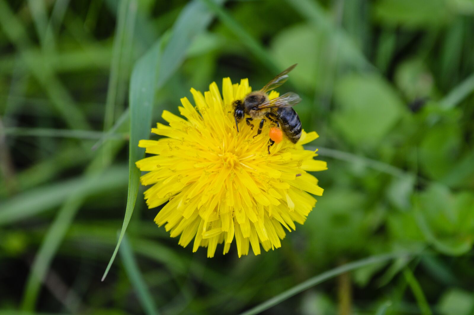Nikon D3200 sample photo. Bee, macro, flower photography