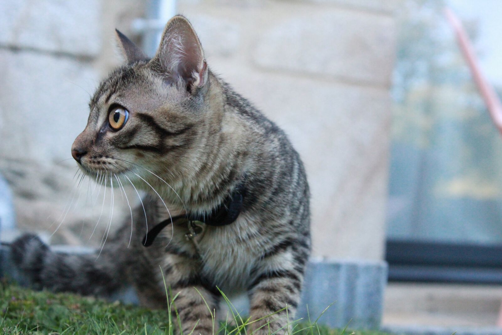 Canon EOS 1200D (EOS Rebel T5 / EOS Kiss X70 / EOS Hi) sample photo. Cat, kitten, brown photography