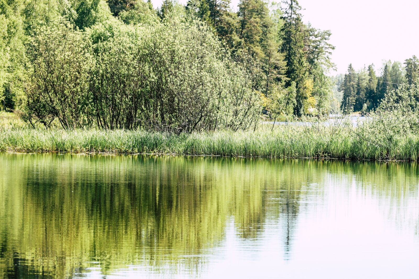 Canon EOS R sample photo. Water, lake, trees photography