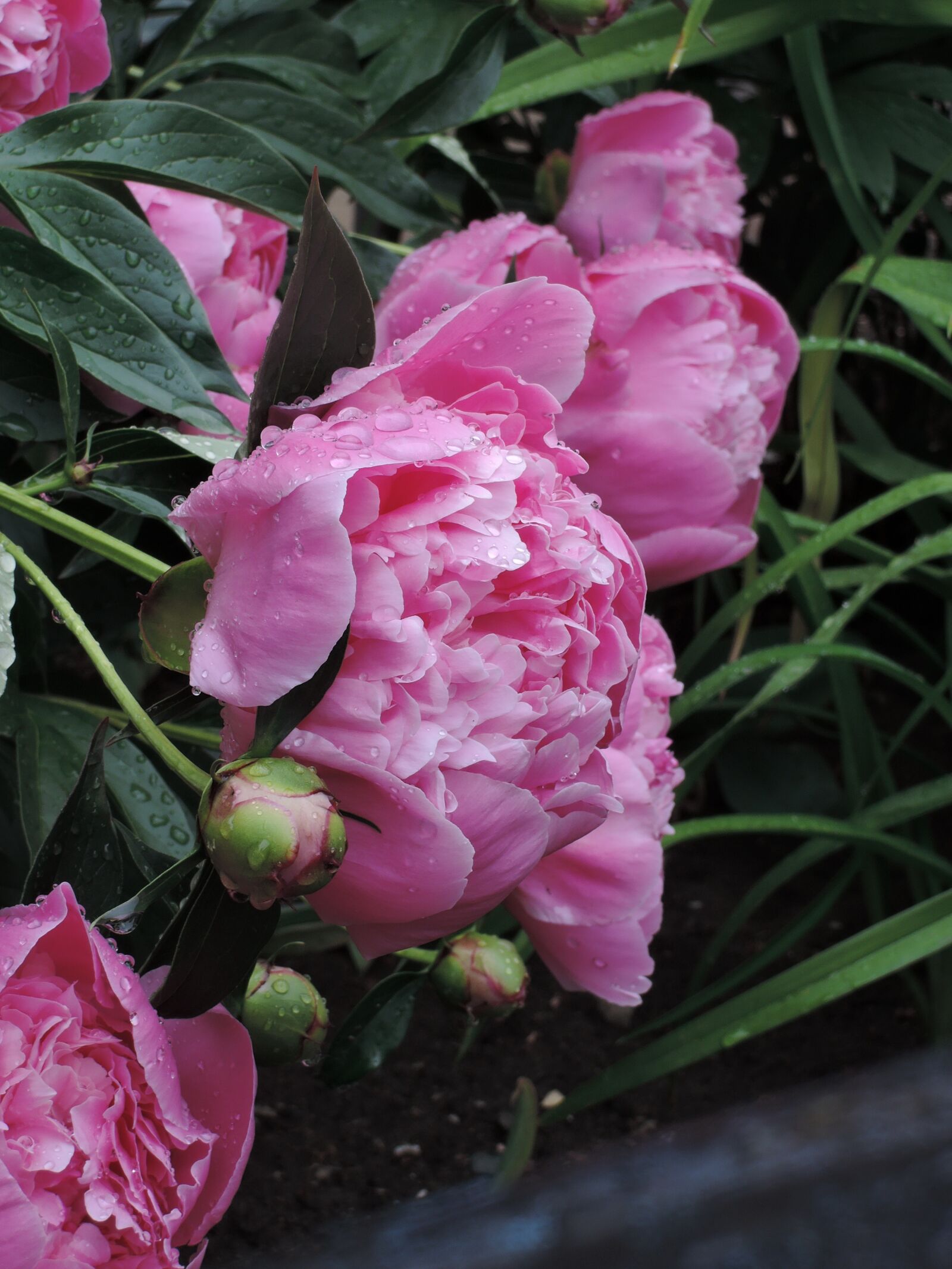 Nikon Coolpix P340 sample photo. Peony, flowers, vertical photography