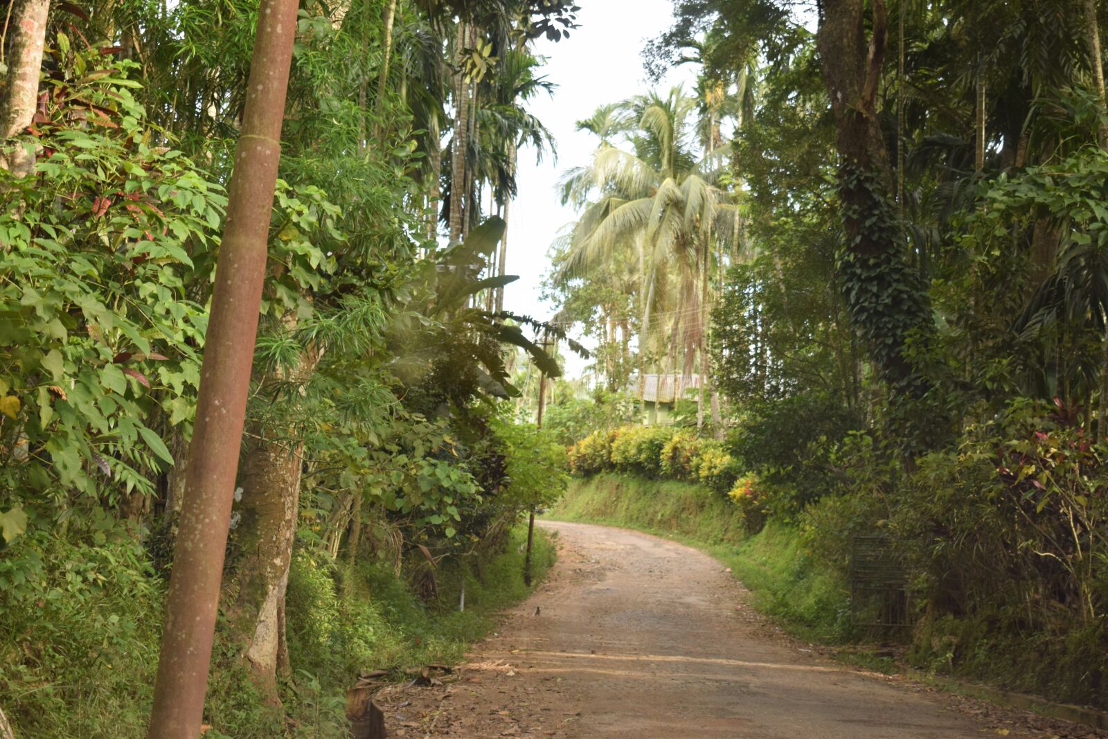 Nikon D5300 sample photo. Roadside, garohills, meghalaya photography