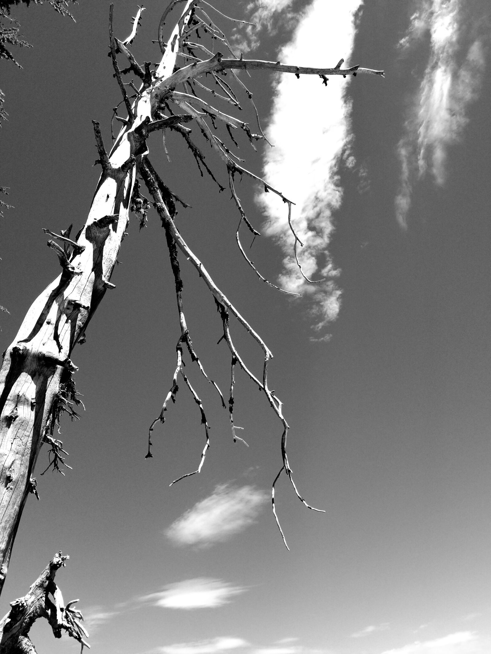 Samsung Galaxy S8 sample photo. Black and white, tree photography