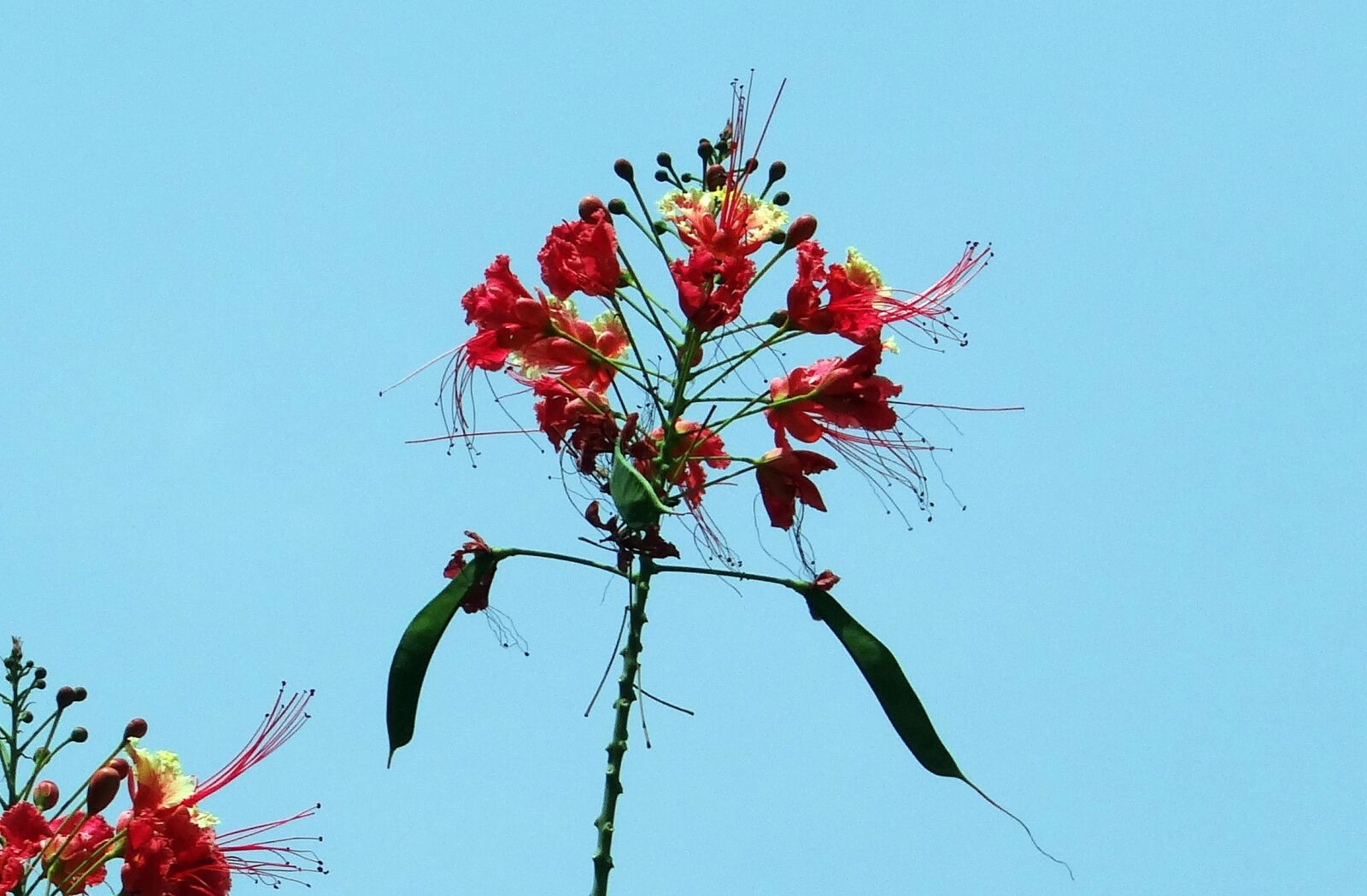 Sony DSC-HX200V sample photo. Peacock flower, pride of photography