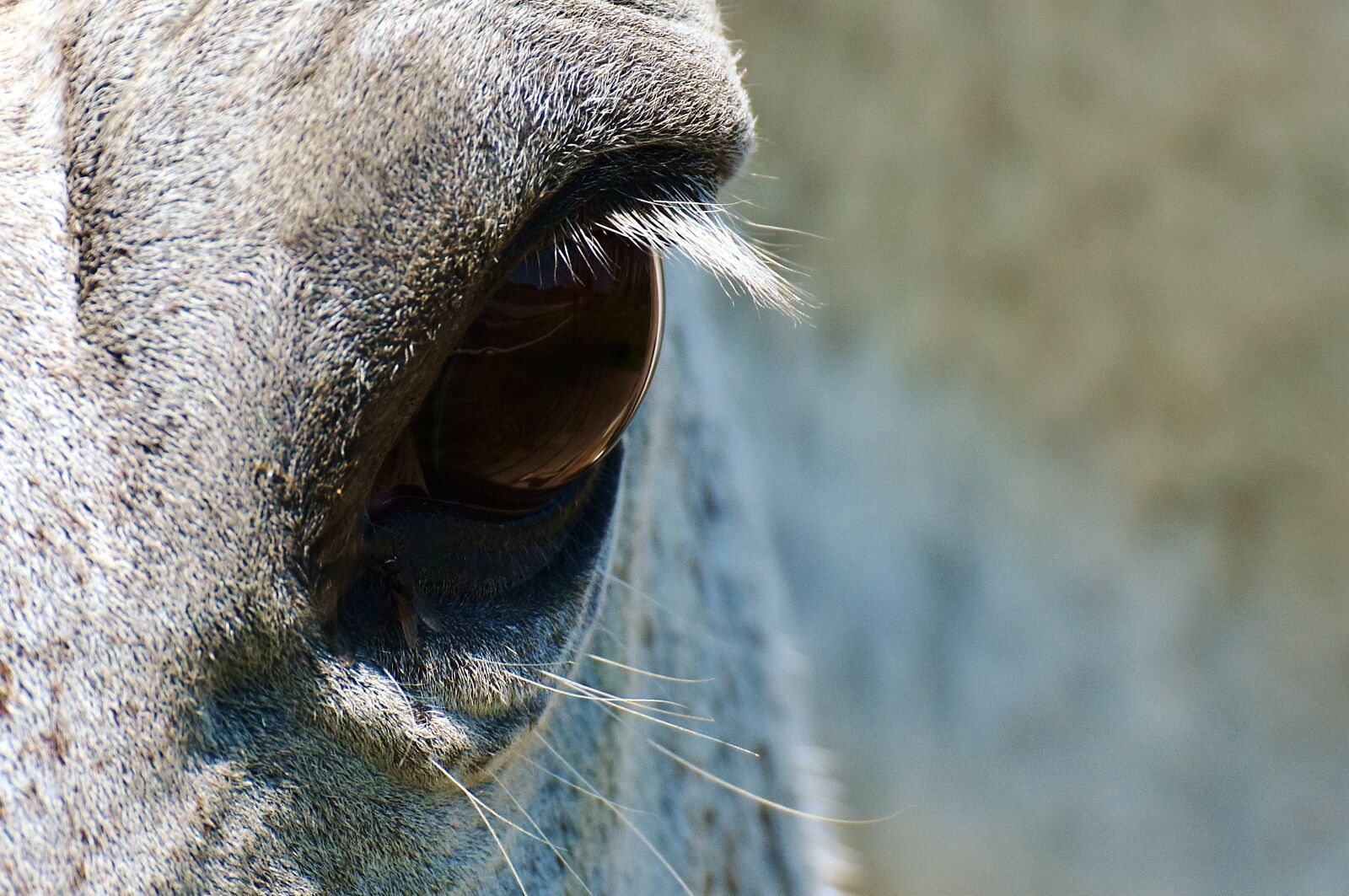 Nikon D7200 sample photo. Horse, mold, eye photography