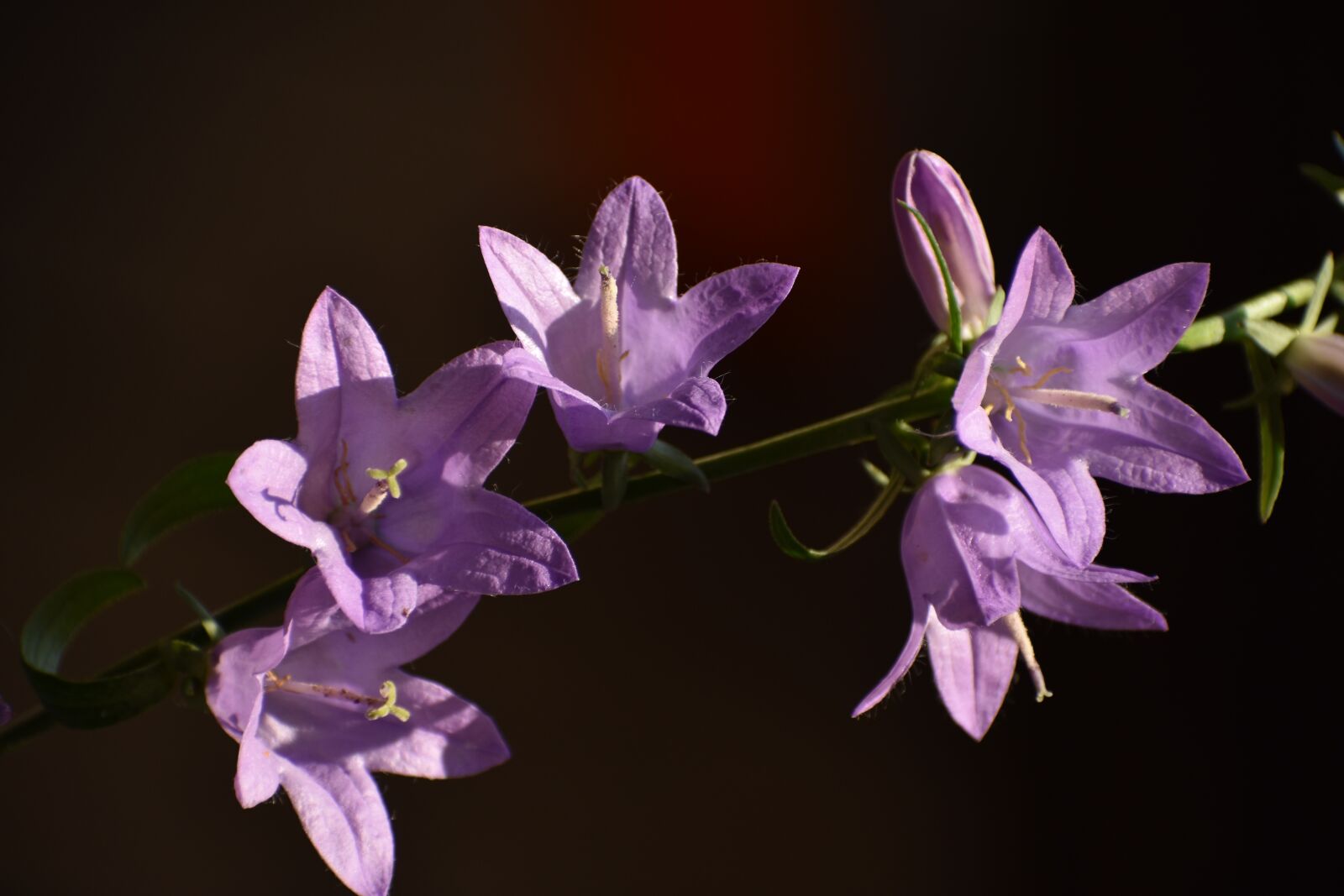 Nikon D3400 sample photo. Flower, light, garden photography