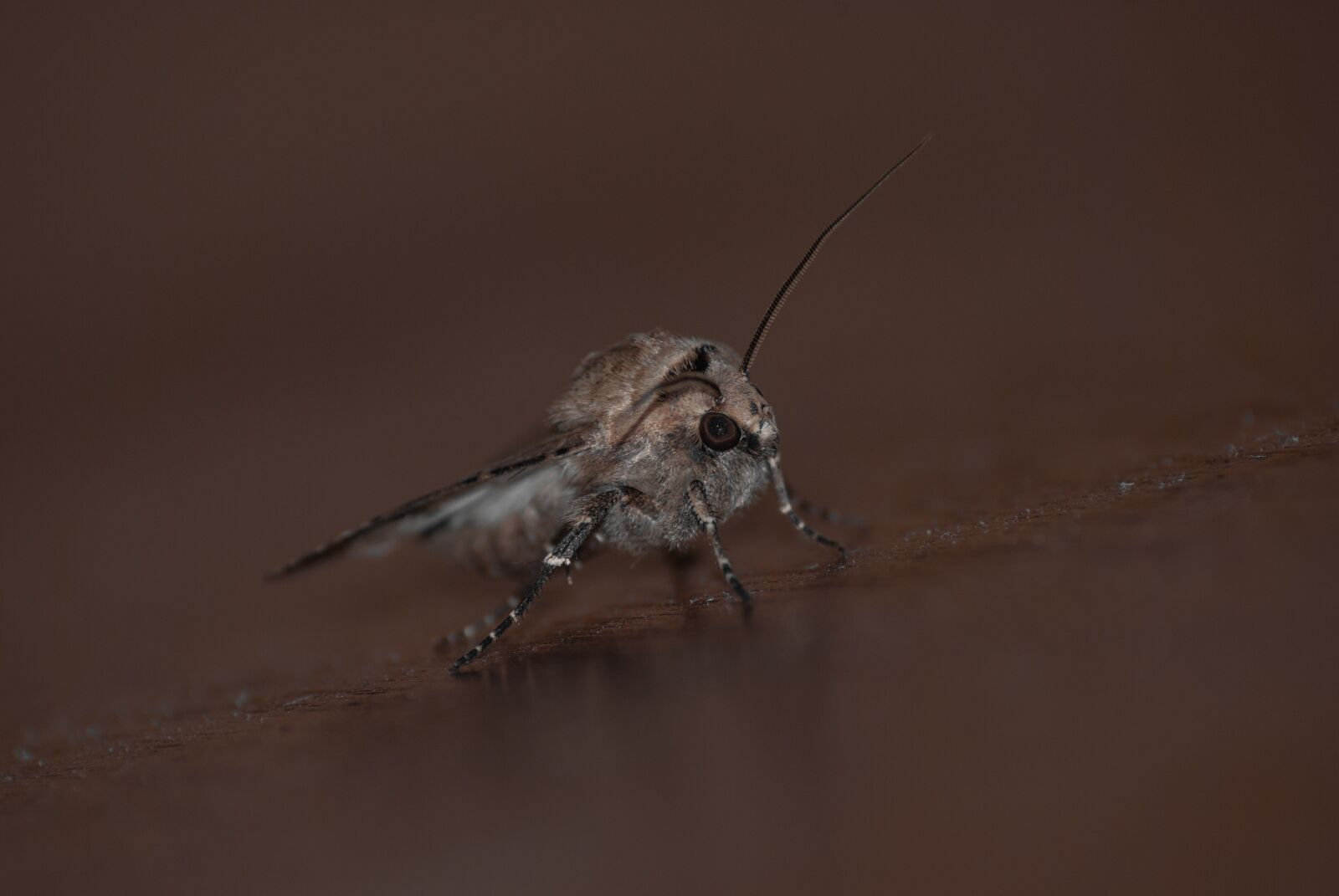 Nikon D60 sample photo. Moth, insect, macro photography