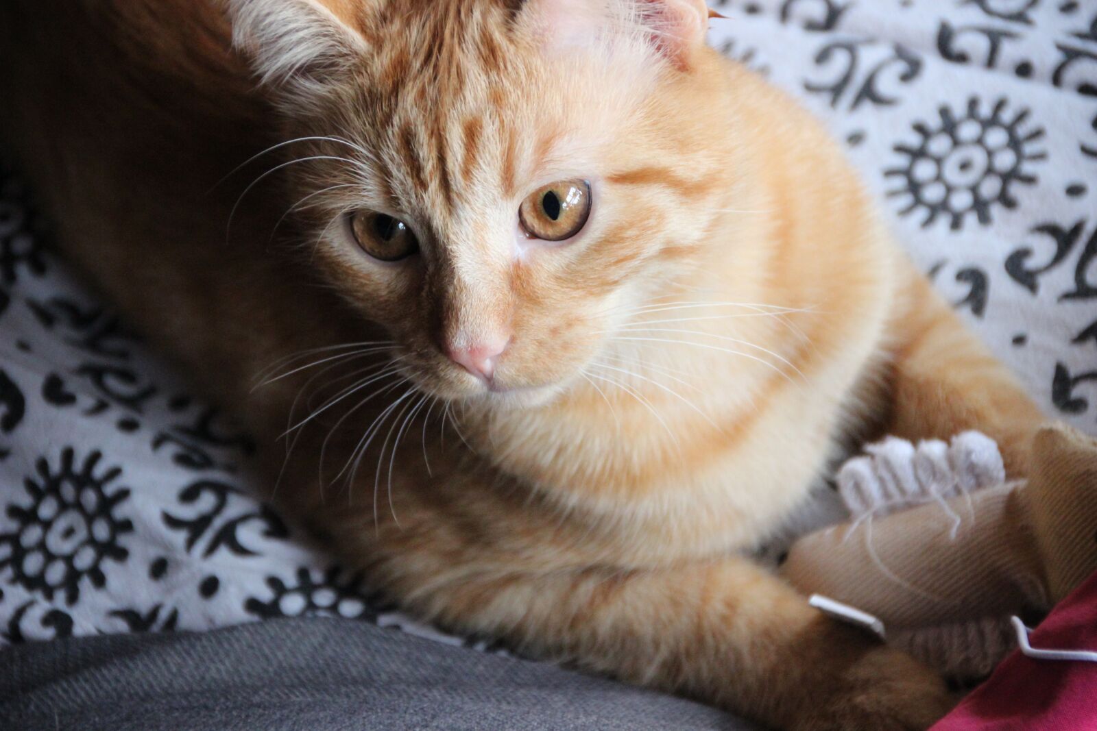 Canon EOS 600D (Rebel EOS T3i / EOS Kiss X5) sample photo. Cat, pet, red photography
