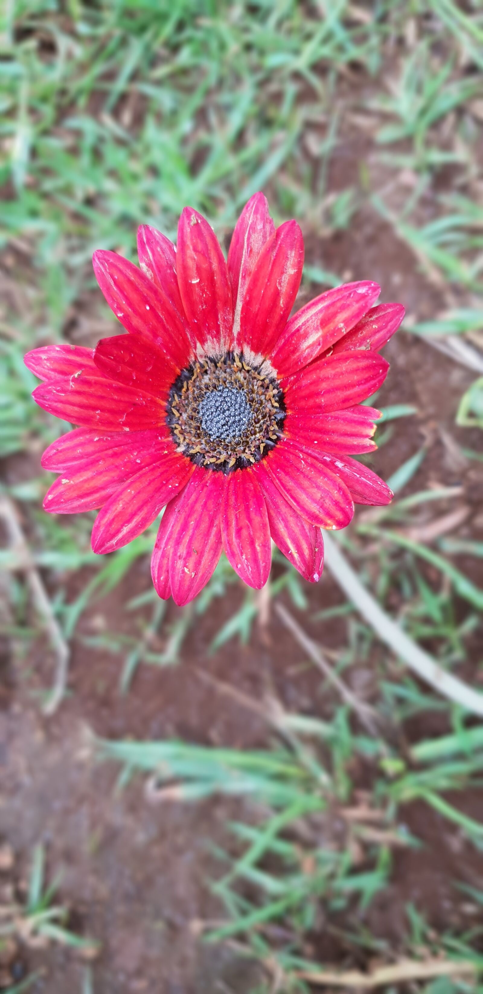 Samsung Galaxy S9 sample photo. Flower, red, dull photography