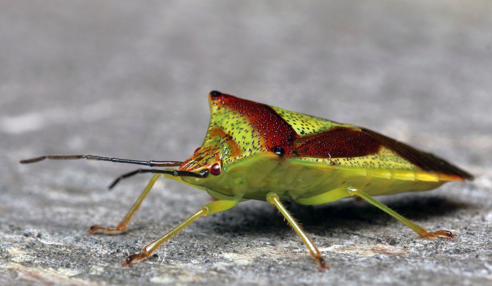Canon EOS 80D sample photo. Birch shieldbug, insect, summer photography