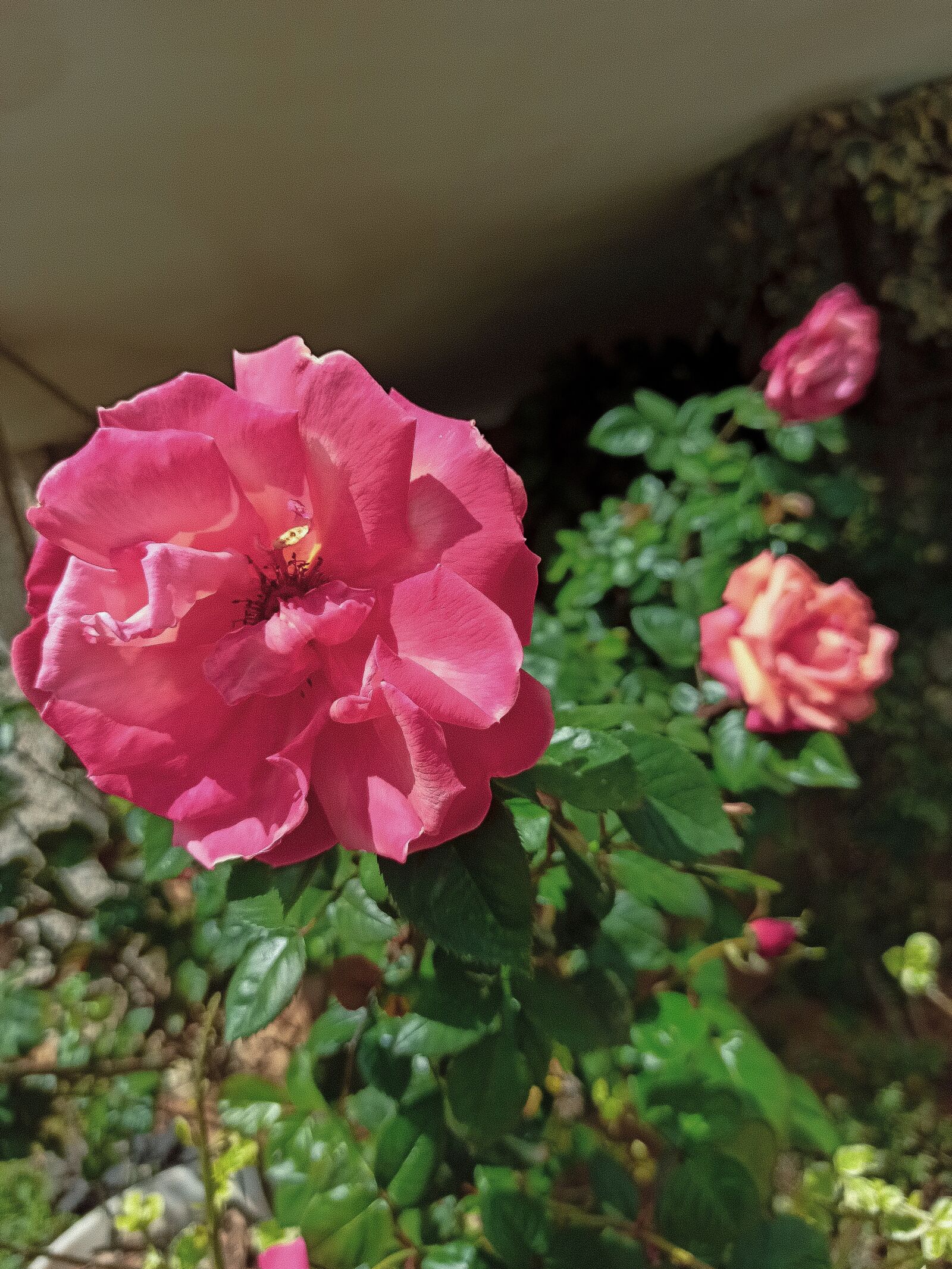 Xiaomi Redmi Note 8 Pro sample photo. Roses, pink flowers, flowers photography