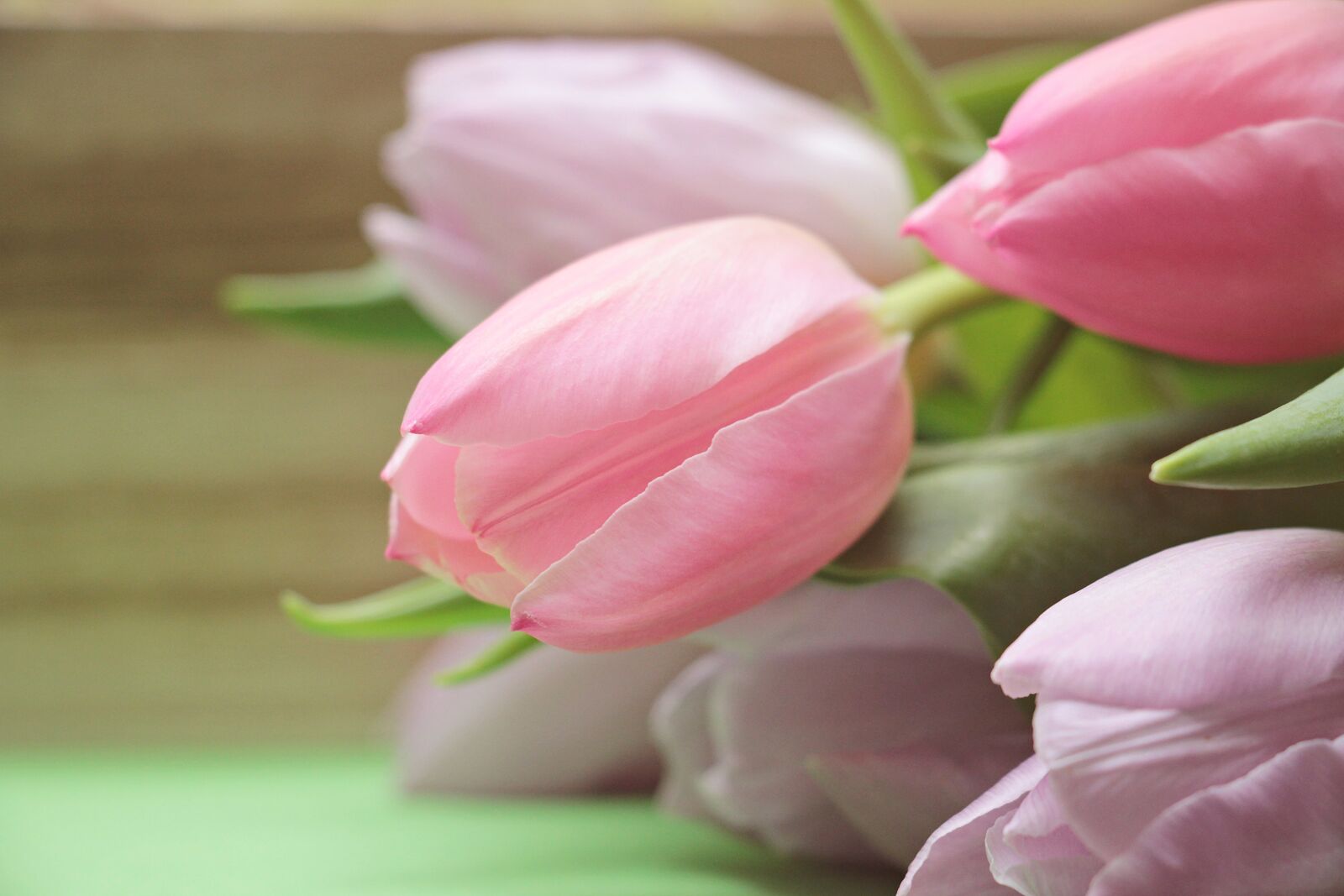 Canon EOS 550D (EOS Rebel T2i / EOS Kiss X4) sample photo. Tulips, flowers, bloom photography
