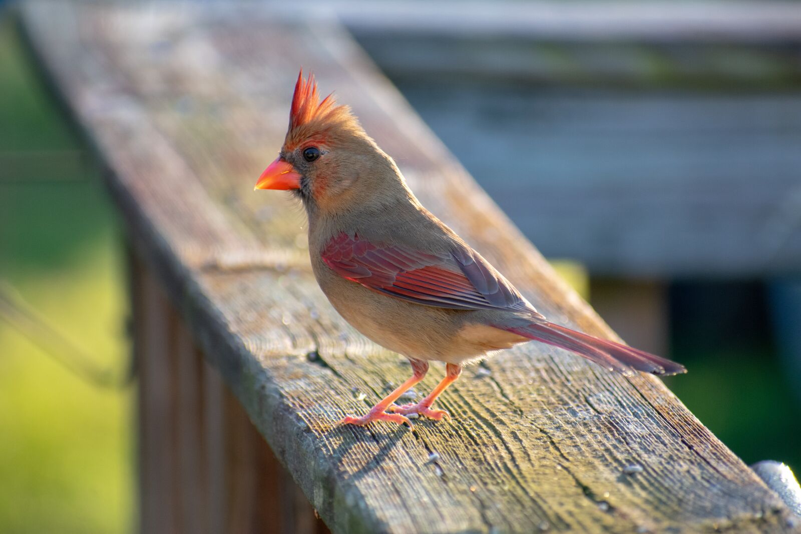 Nikon D3400 sample photo. Bird, red, cardinal photography
