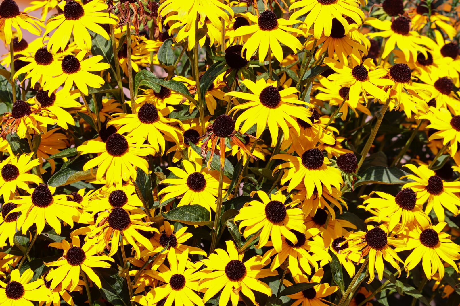 Canon EOS 200D (EOS Rebel SL2 / EOS Kiss X9) sample photo. Coneflower, yellow coneflower, rudbeckia photography