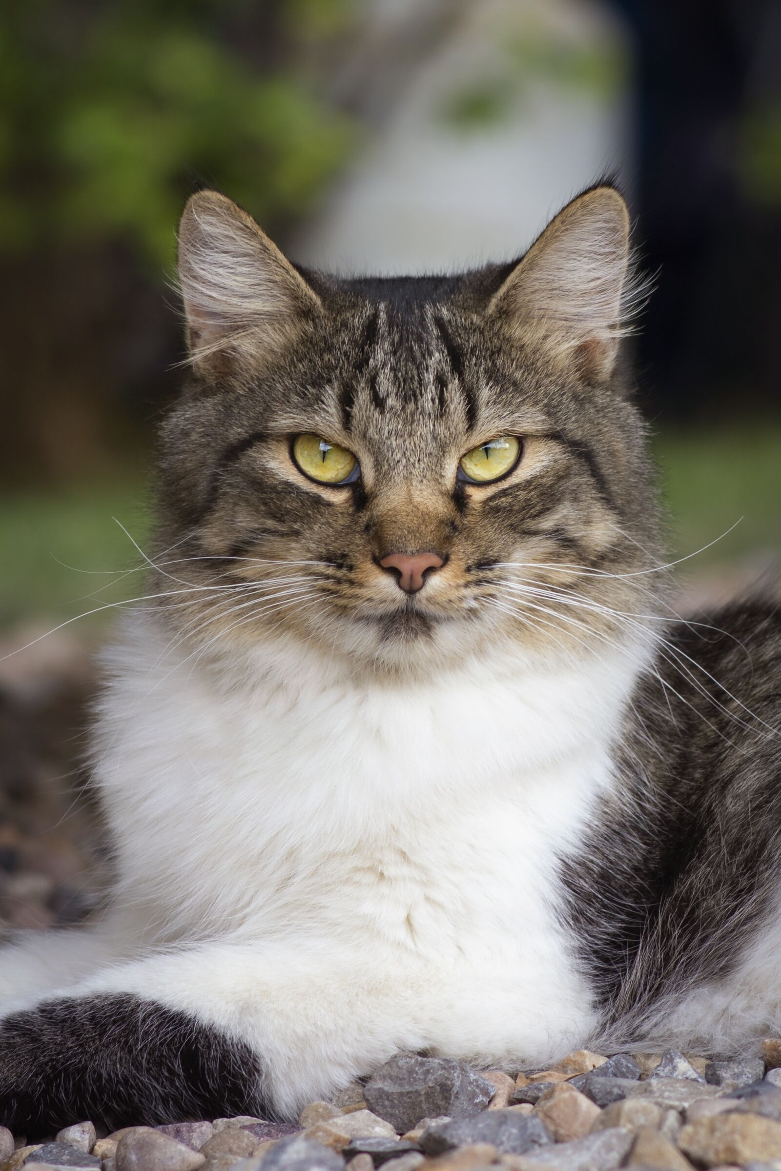Nikon D7200 sample photo. Cat, animal, pet photography