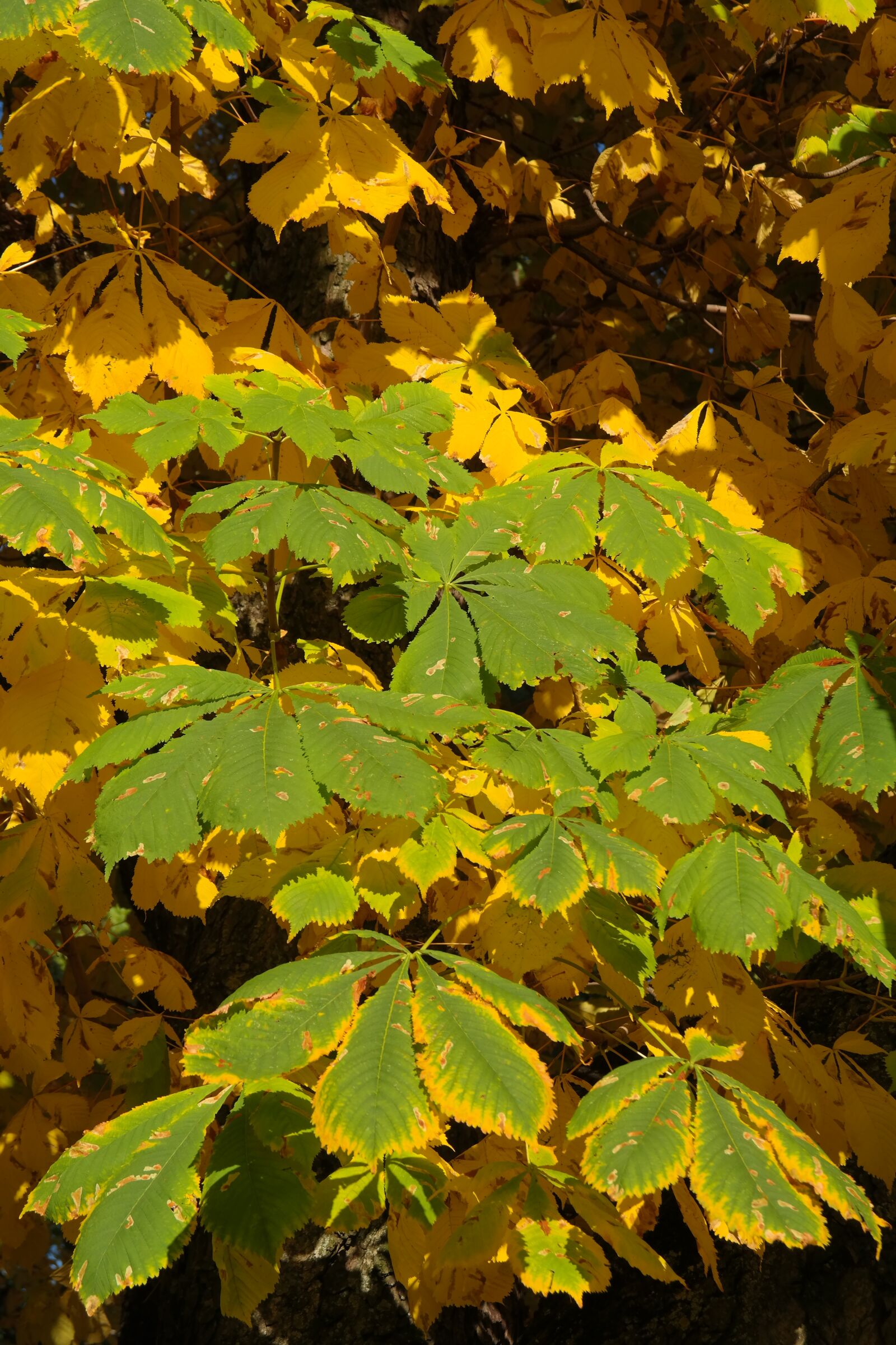 Samsung NX300 sample photo. Chestnut leaves, autumn, fall photography