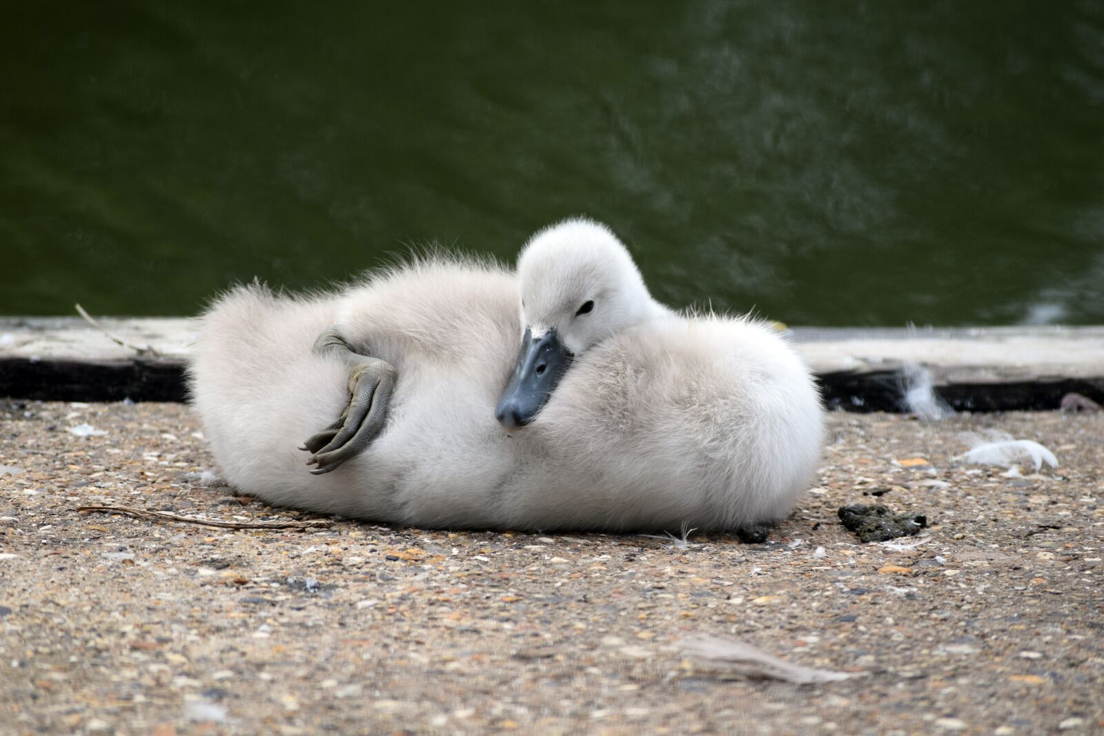Nikon D3300 sample photo. Mute swan, mute swan photography
