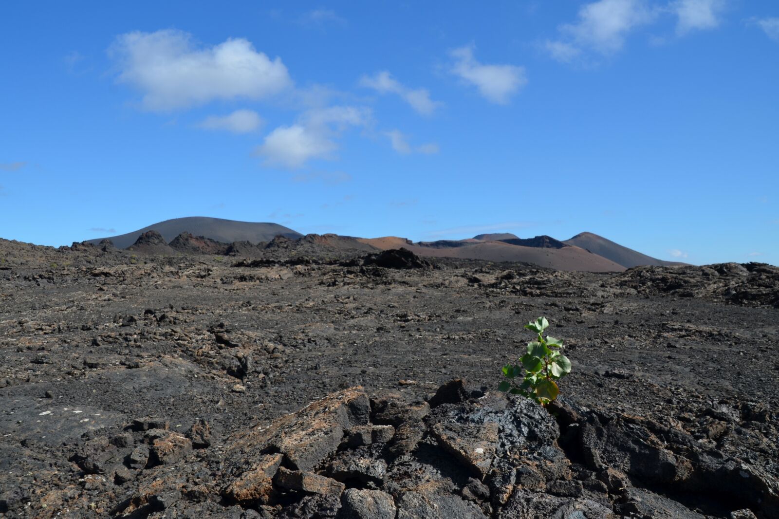 Nikon D5100 sample photo. Volcano, plant, nature photography