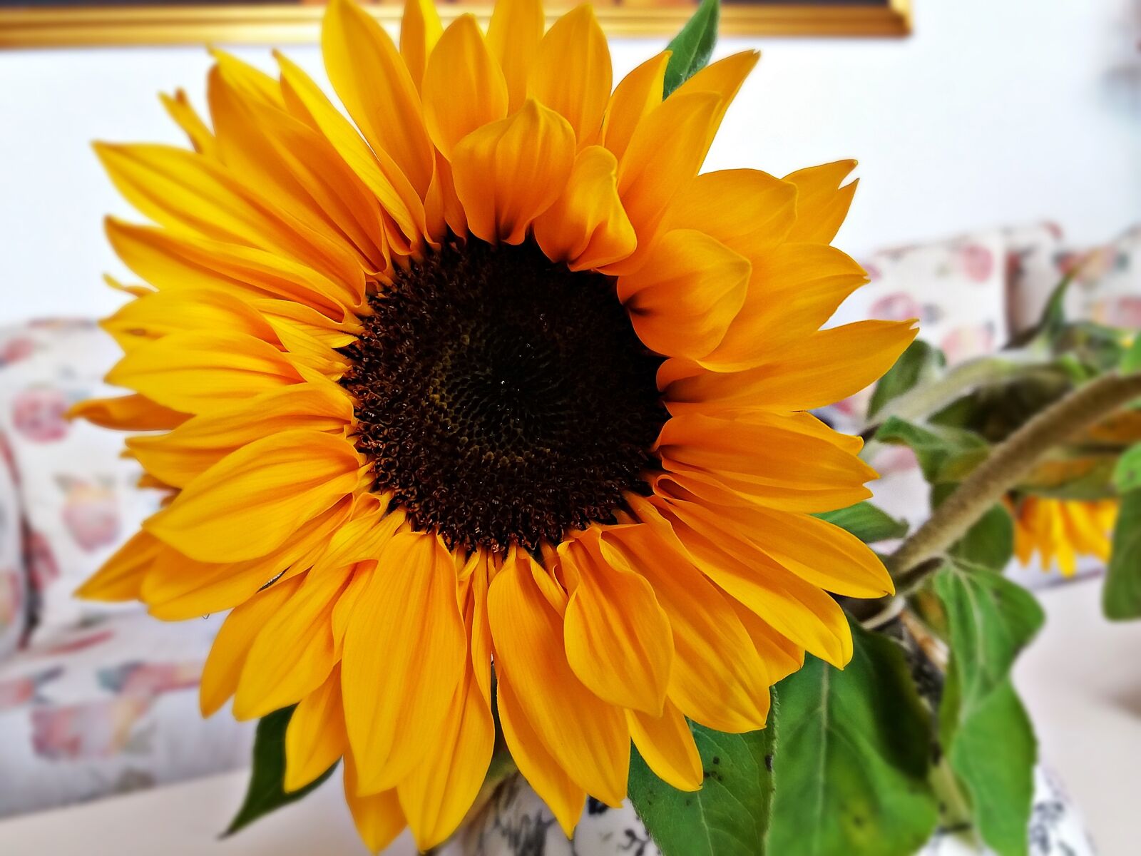 Samsung Galaxy J5 sample photo. Sunflower, flower, flowers photography