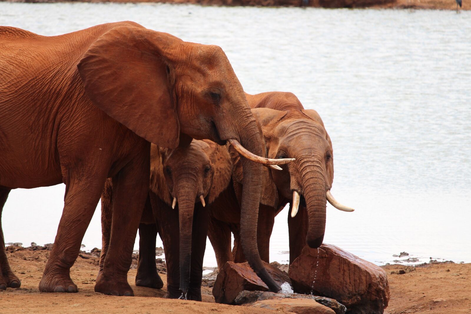 Canon EOS 700D (EOS Rebel T5i / EOS Kiss X7i) sample photo. Elephant, africa, elephant family photography
