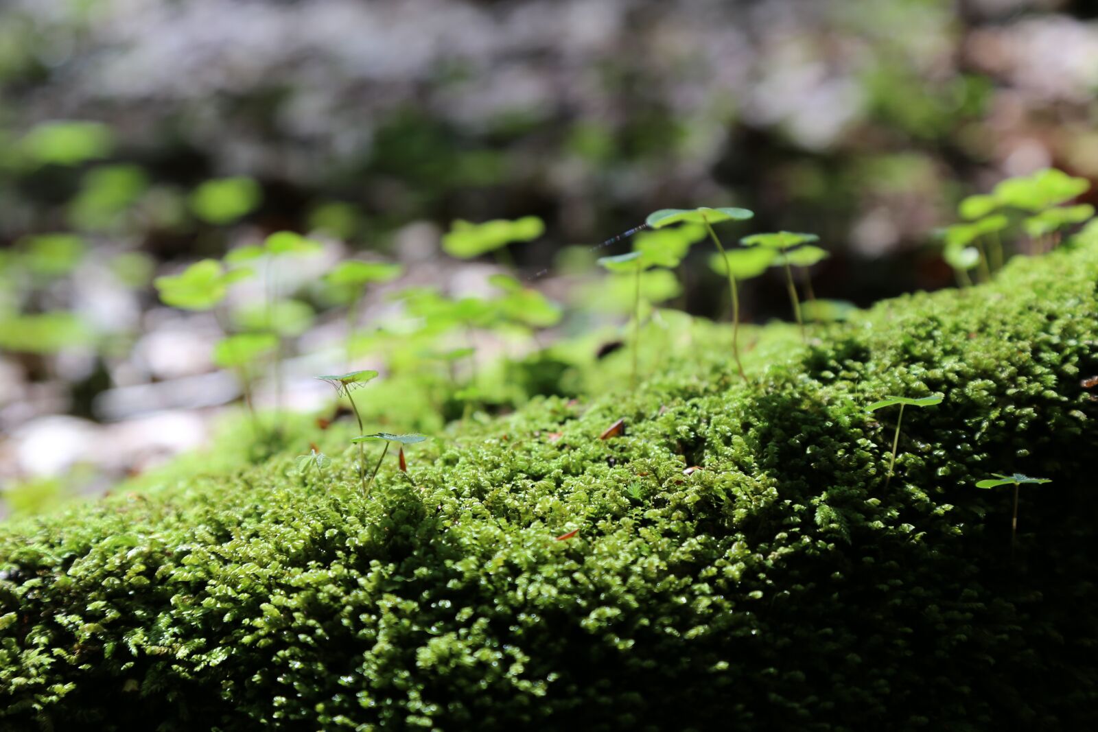 Canon EOS 6D + Canon EF 24-105mm F4L IS USM sample photo. Moss, forest floor, green photography