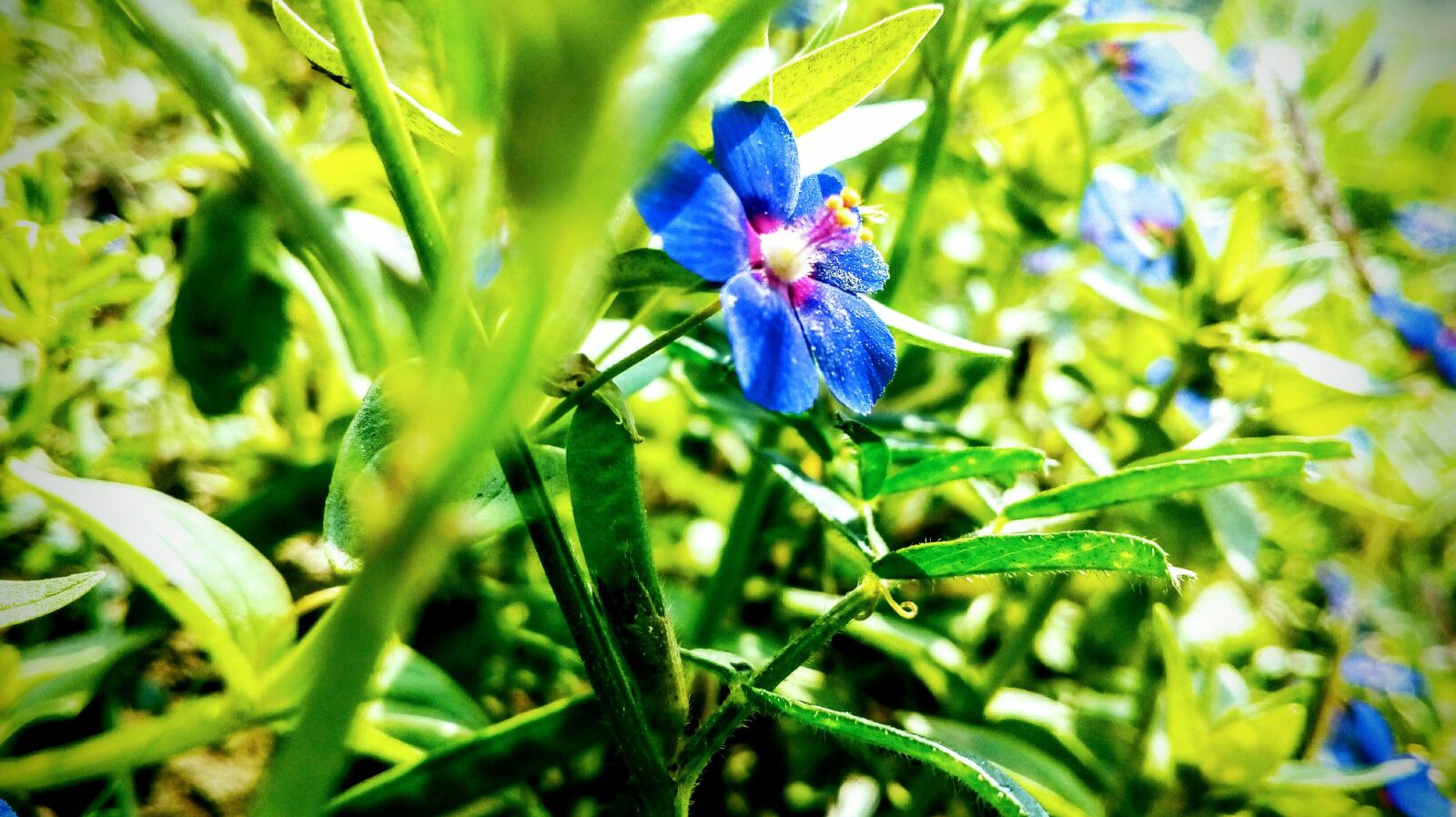Motorola Moto E3 Power sample photo. Blue flowers, green, nature photography