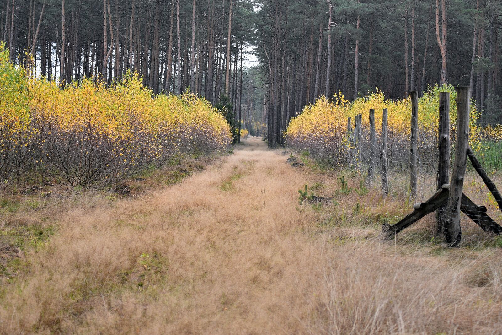 Nikon D3400 sample photo. Autumn, forest, nature photography