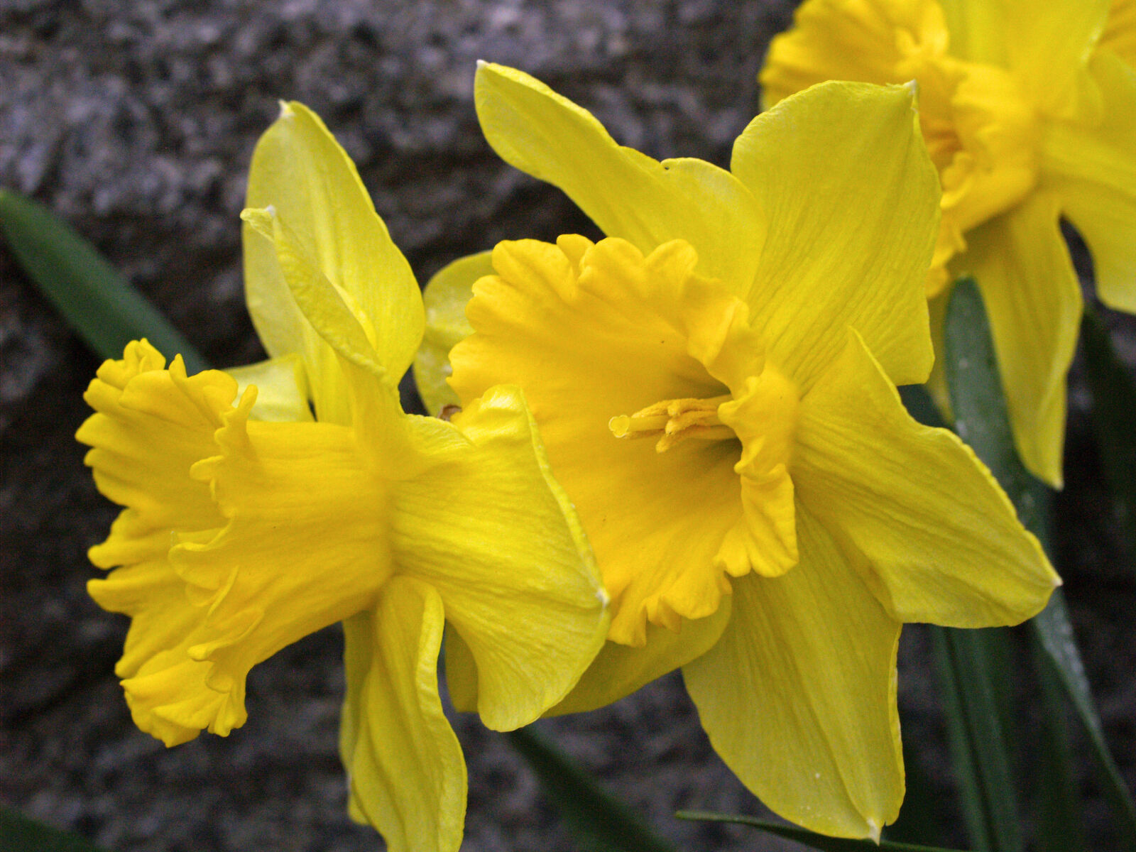 Olympus E-500 (EVOLT E-500) sample photo. Daffodils, easter, flowers, spring photography