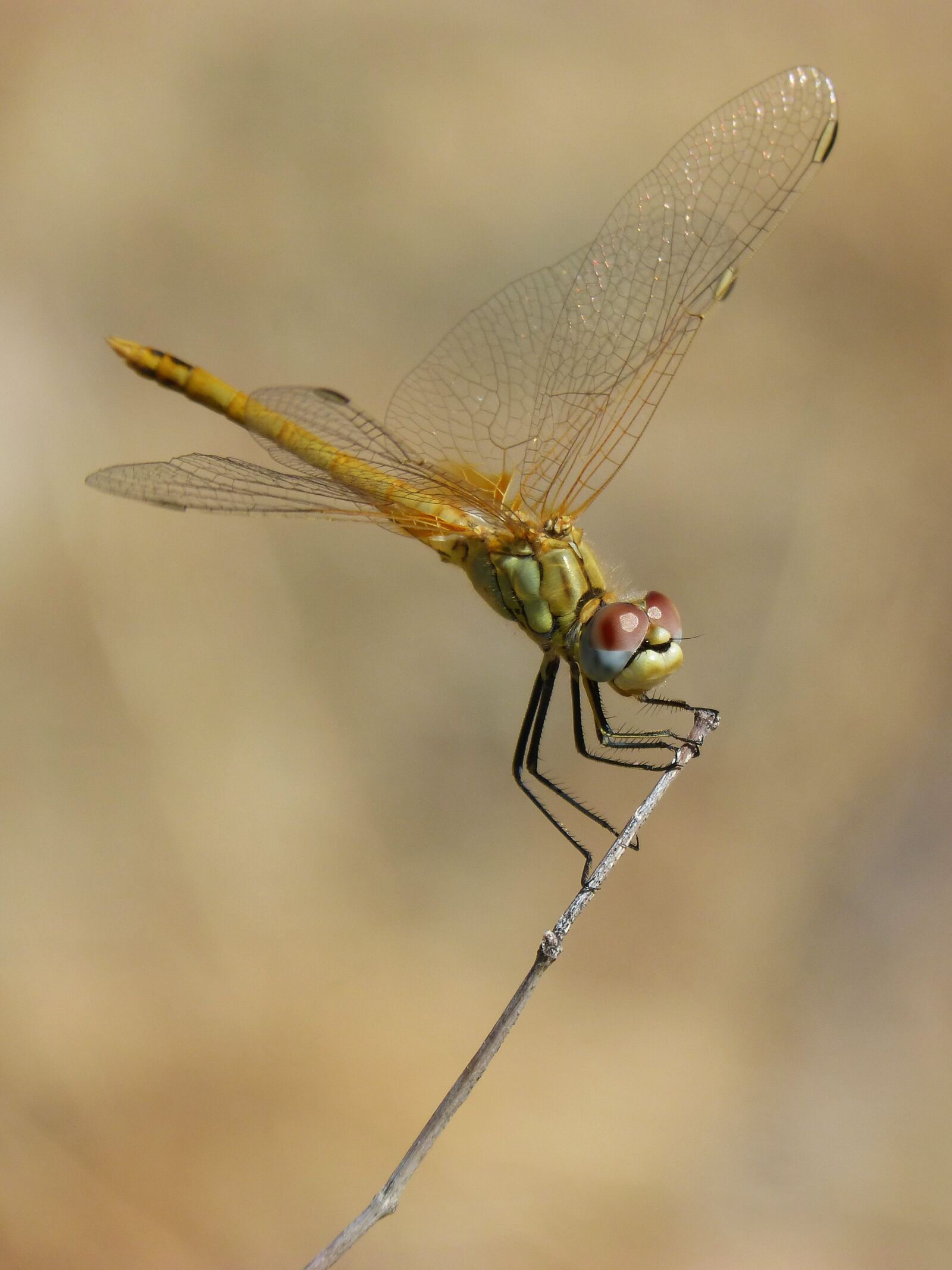 Panasonic DMC-FZ62 sample photo. Dragonfly, sympetrum striolatum, odonato photography