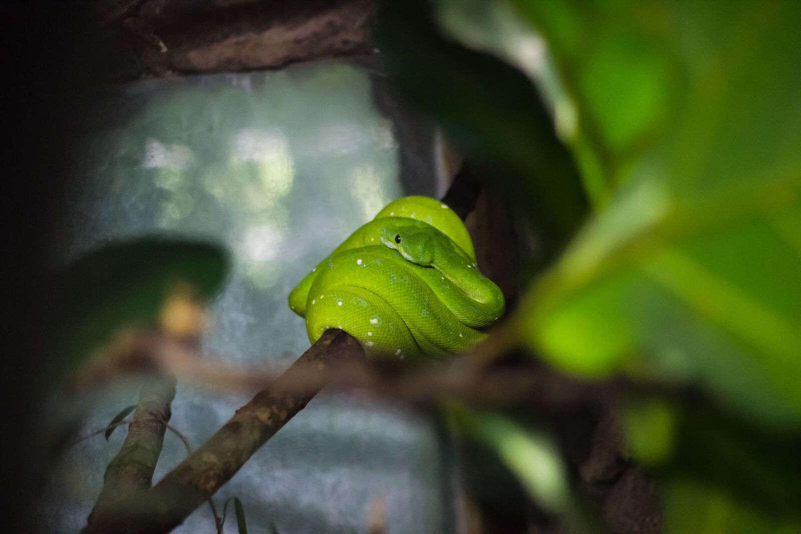 Canon EOS 600D (Rebel EOS T3i / EOS Kiss X5) + Canon EF 50mm F1.8 II sample photo. Green, snake, on, tree photography