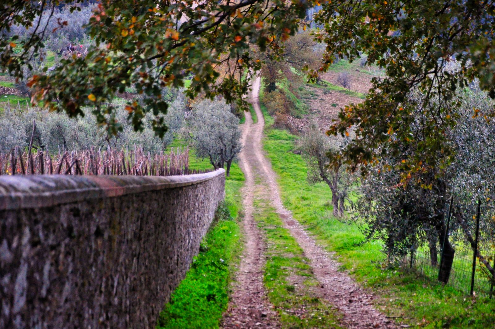 Nikon D5000 sample photo. Campaign, nature, agriculture photography