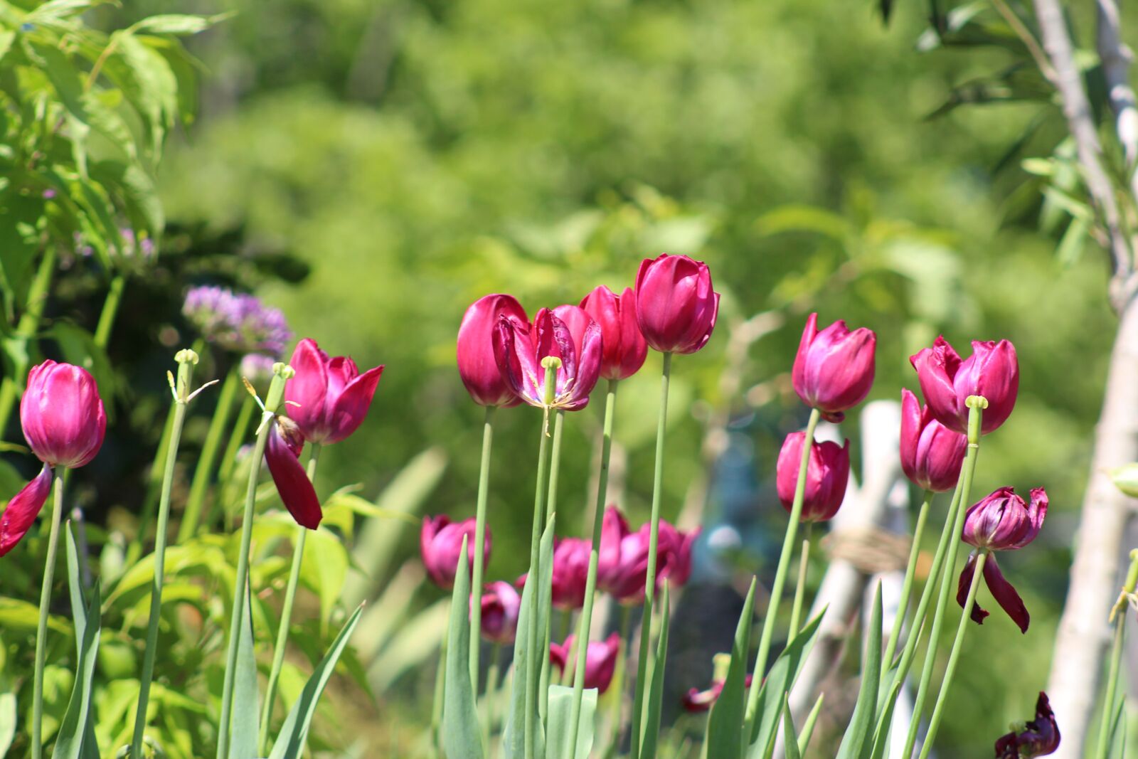 Canon EOS 700D (EOS Rebel T5i / EOS Kiss X7i) + Canon EF 75-300mm f/4-5.6 USM sample photo. Nature, spring, flowers photography