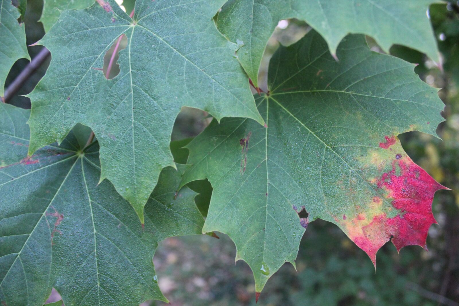 Canon EOS 1300D (EOS Rebel T6 / EOS Kiss X80) sample photo. Maple, autumn, leaves photography