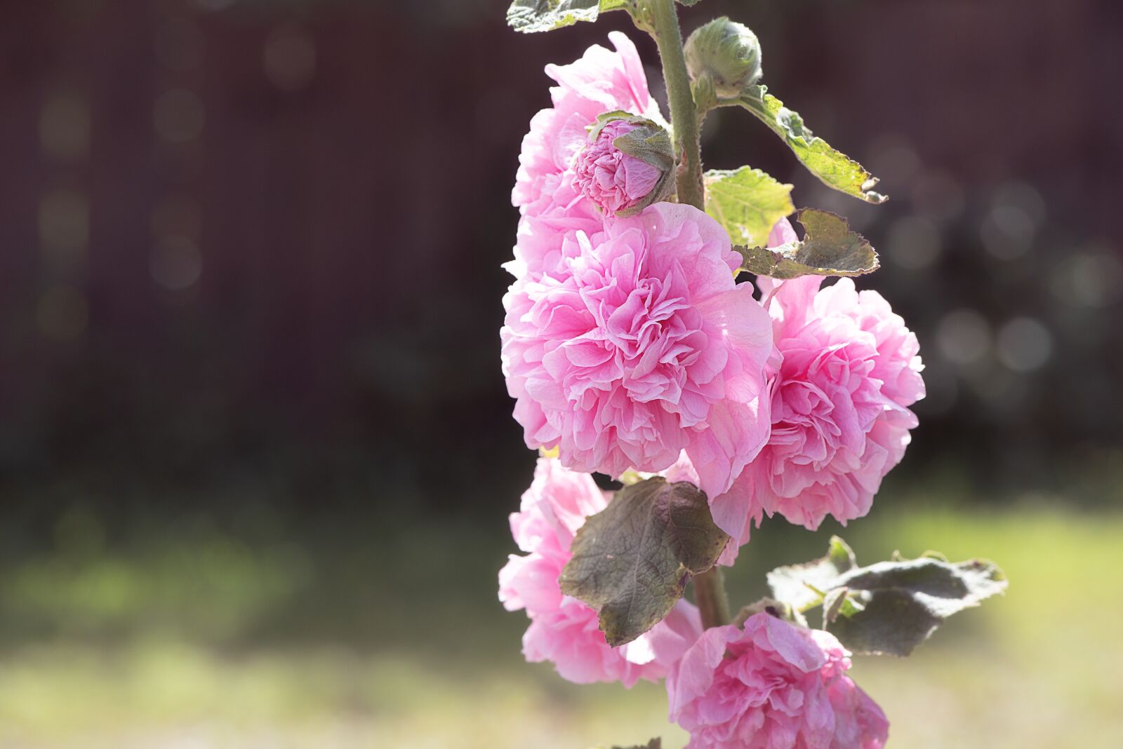 Nikon D750 sample photo. Stock rose, pink, pink photography