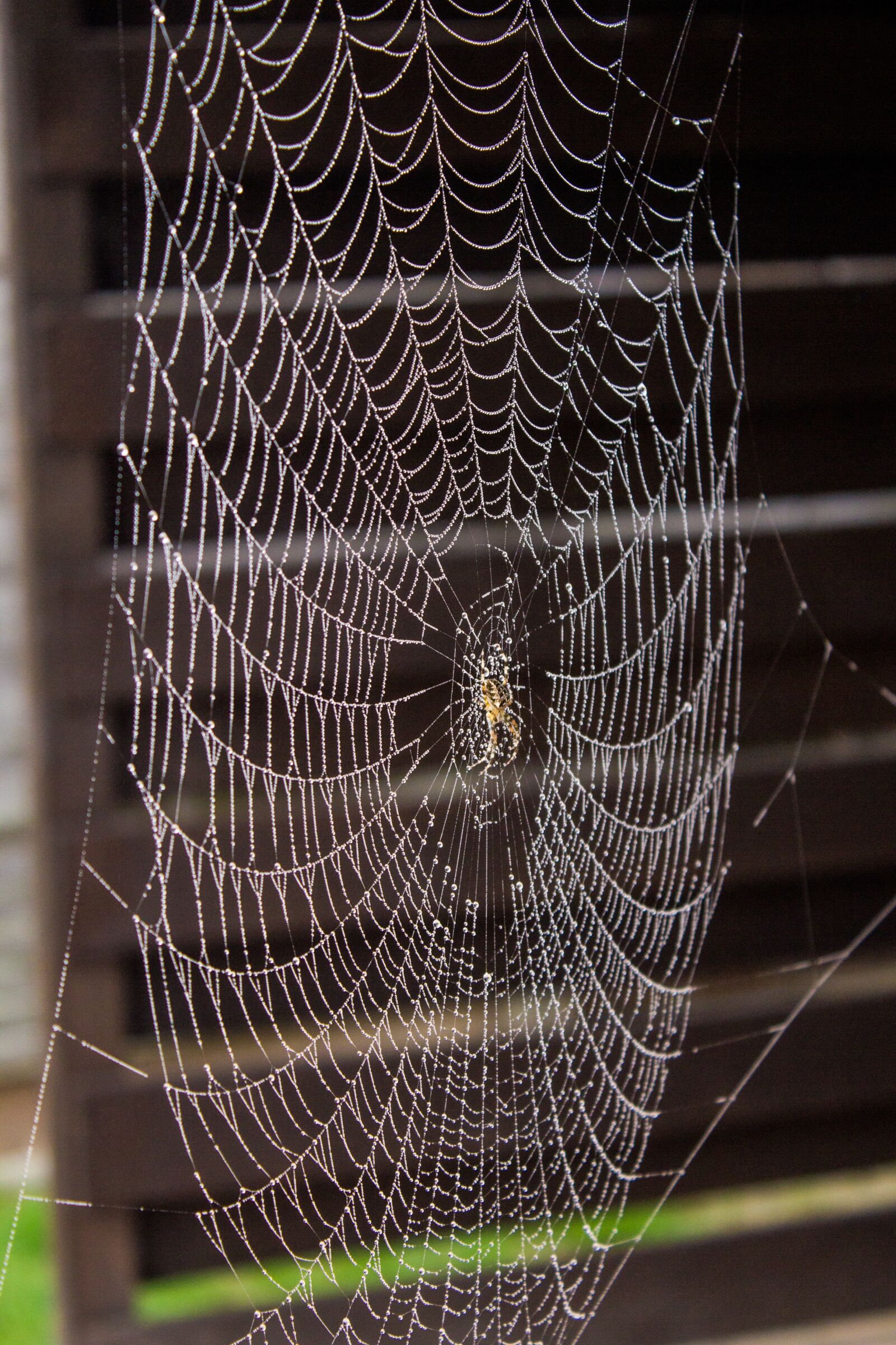 Canon EOS 600D (Rebel EOS T3i / EOS Kiss X5) sample photo. Spider, net, nature photography
