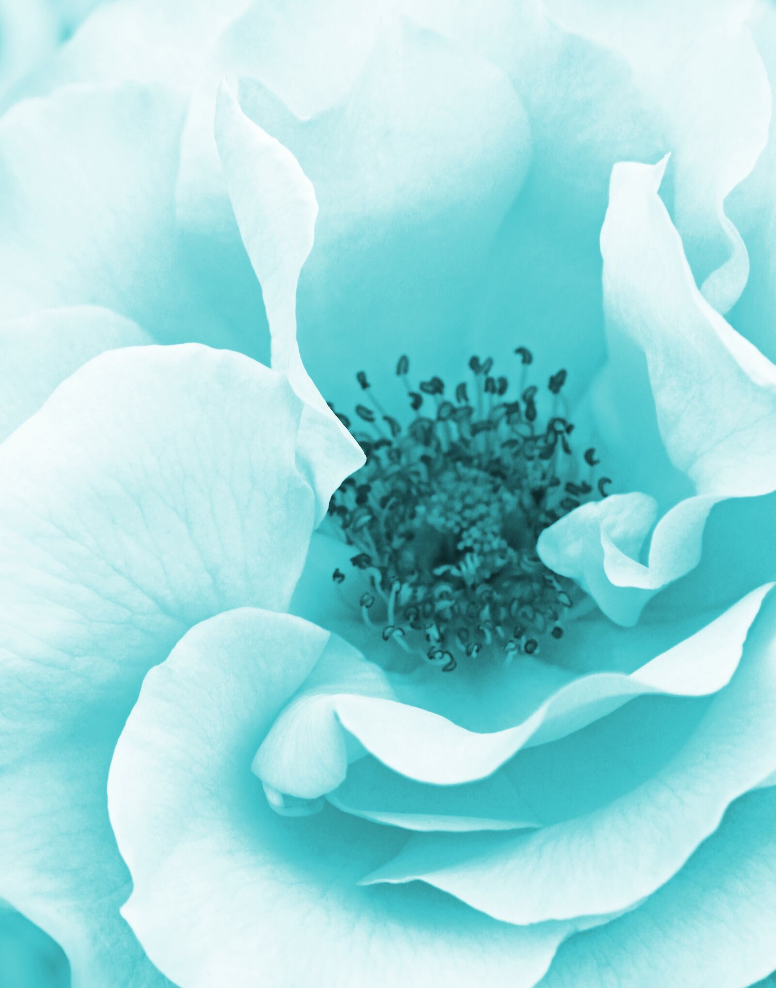 Canon EOS 700D (EOS Rebel T5i / EOS Kiss X7i) sample photo. Blue, rose, flower photography