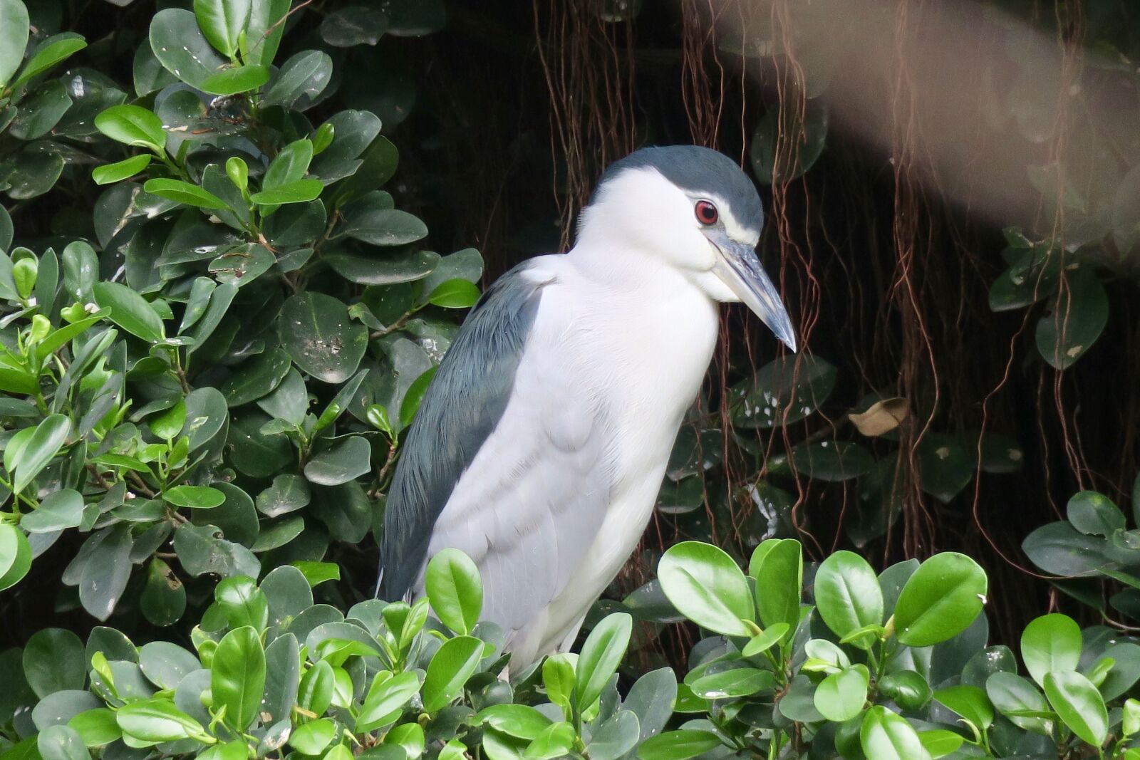 Canon PowerShot G3 X sample photo. Bird, nature, outdoor photography