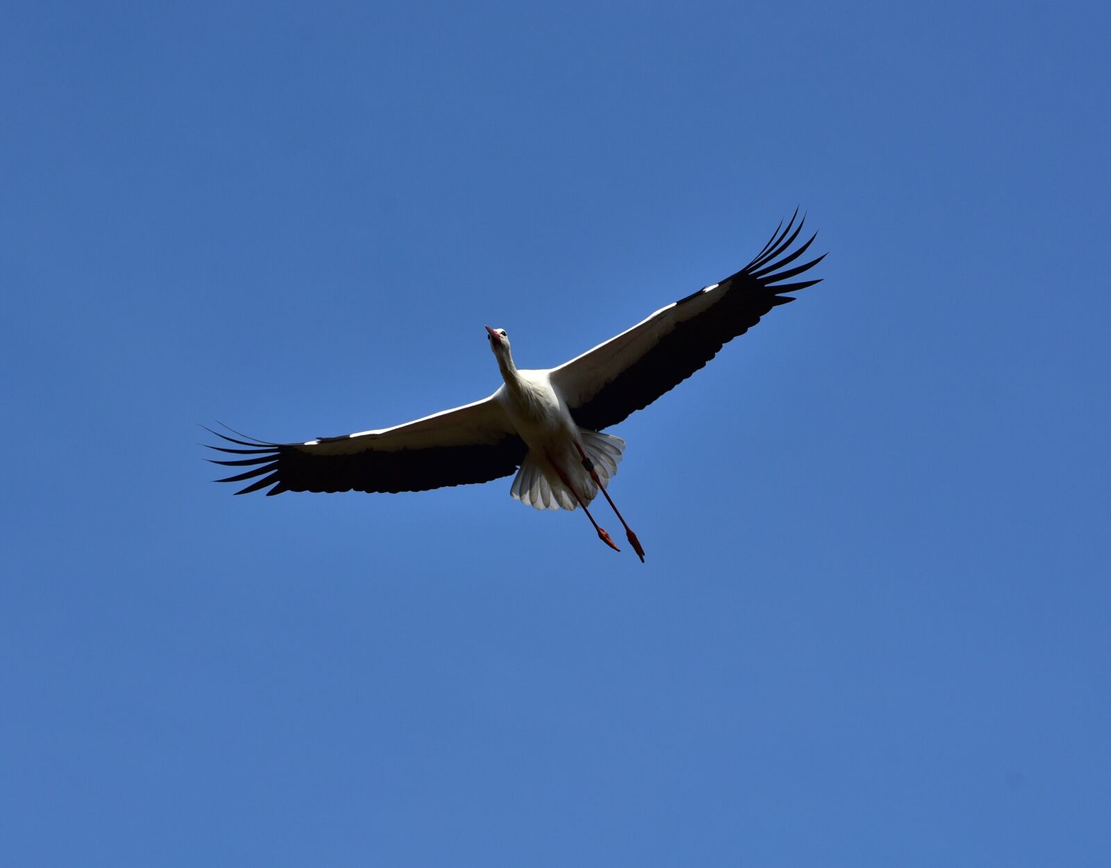 Nikon D750 sample photo. Stork, sky, flying photography