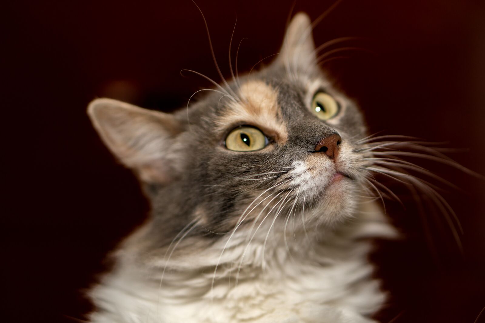 E 50mm F1.8 OSS sample photo. Cat, animal, cute photography