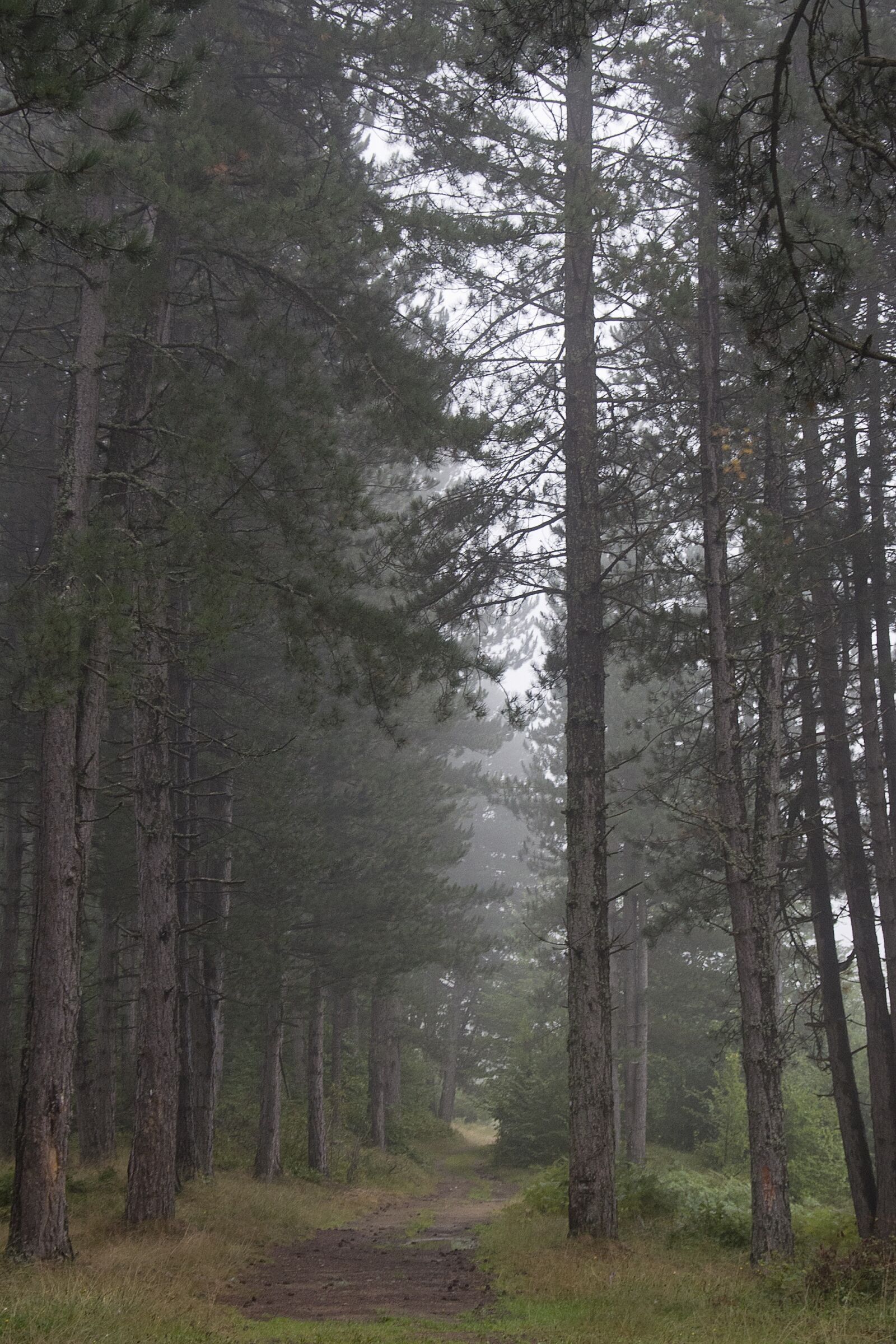 Nikon D90 sample photo. Fog, forest, morning photography