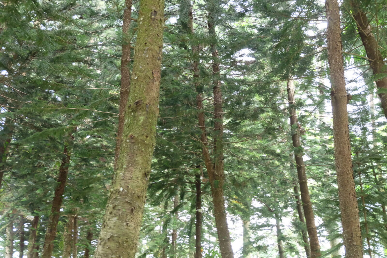 Fujifilm X-A2 sample photo. Green, nature, pine, trees photography