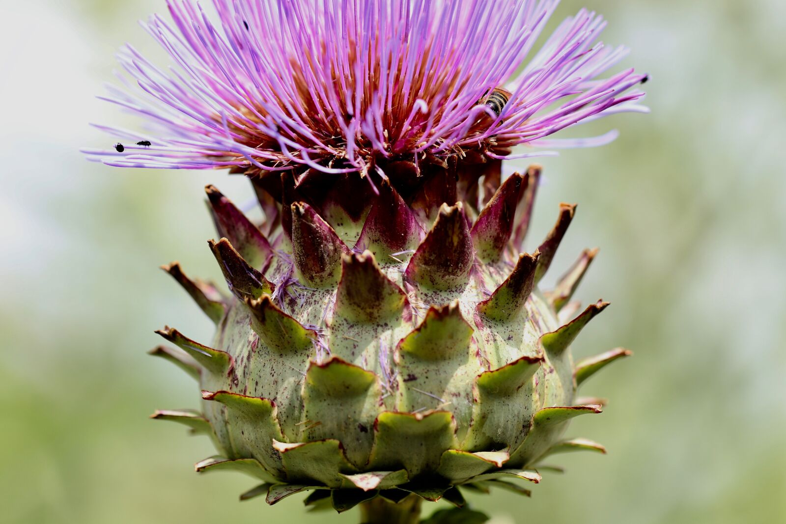 Canon EOS 800D (EOS Rebel T7i / EOS Kiss X9i) sample photo. Thistle, thistle flower, purple photography