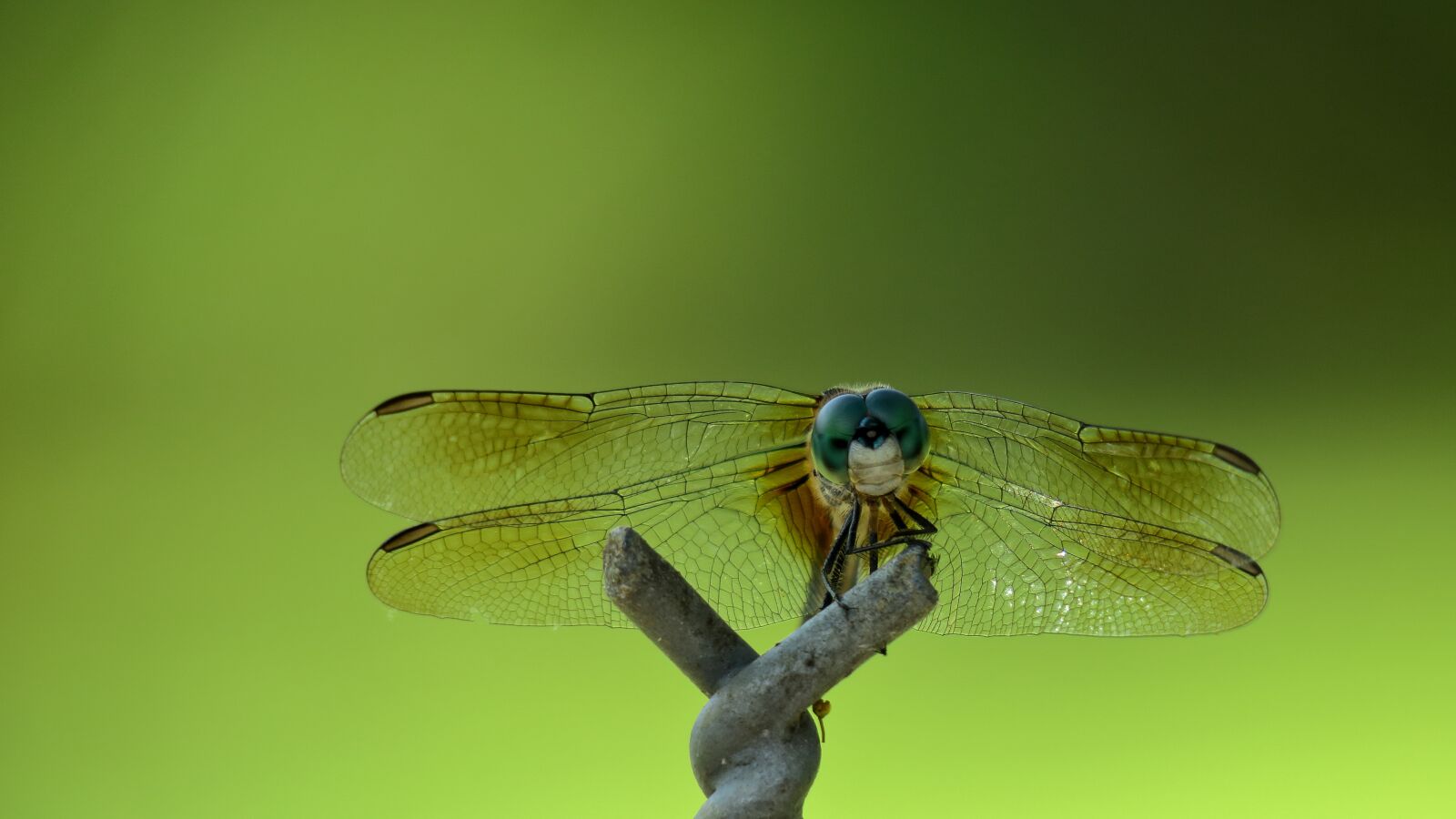Canon PowerShot G3 X sample photo. Dragonfly, eyes, wing photography