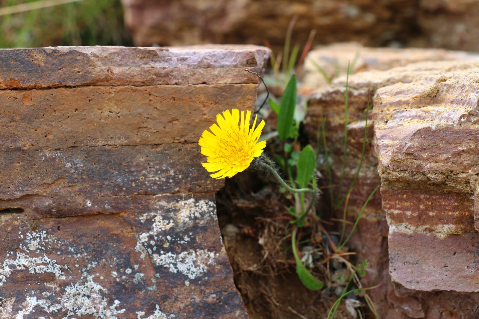 Canon EOS 70D sample photo. Wall, flower, macro photography