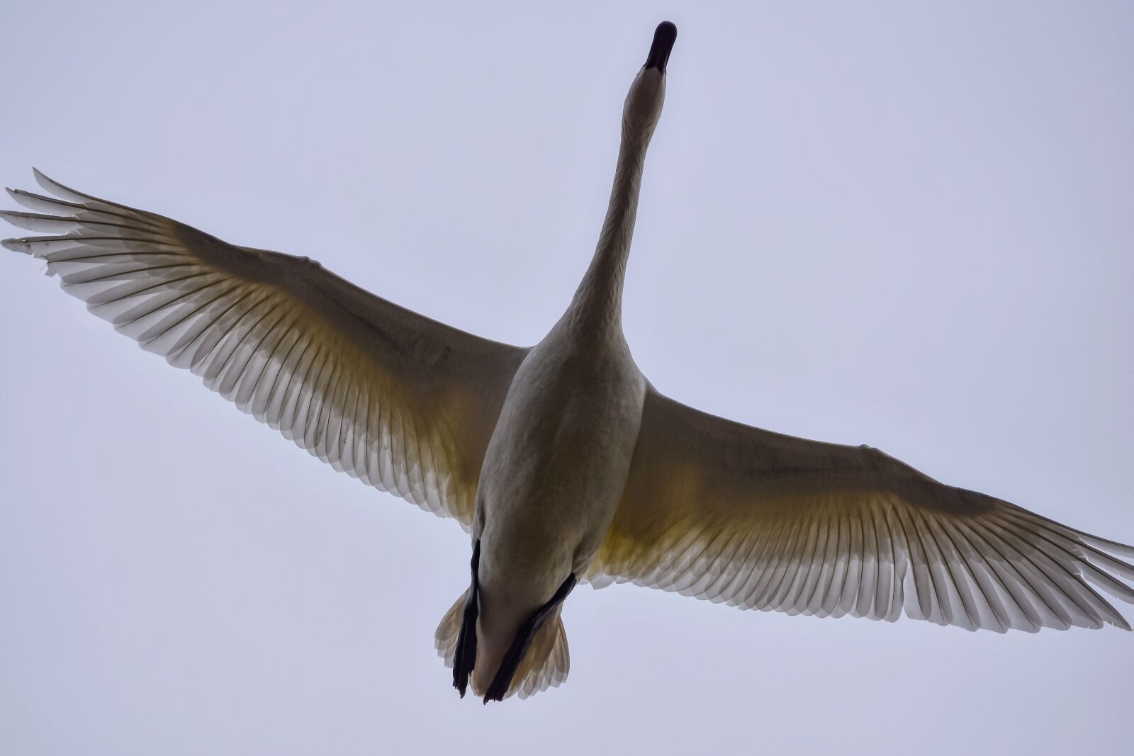 Nikon D7200 sample photo. Animal, sky, bird photography