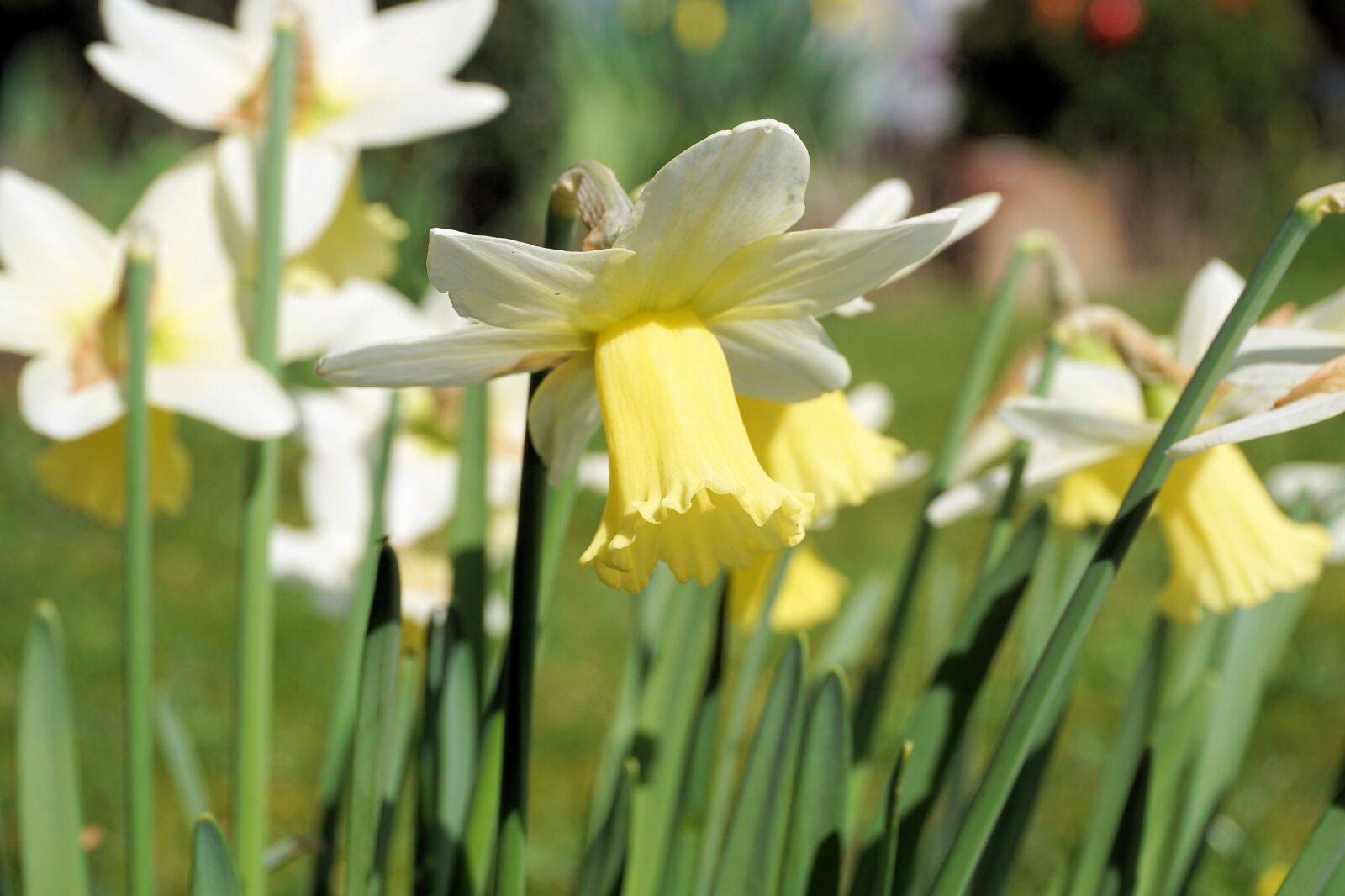 Sony a6000 sample photo. Narcissus, flowers, narcissus pseudonarcissus photography