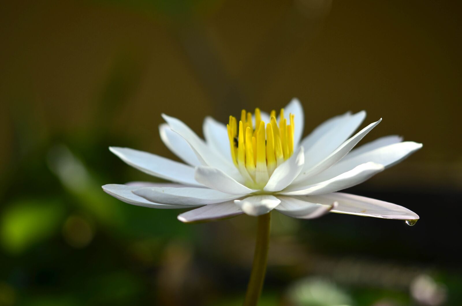 Nikon D7000 sample photo. Flower, nature, plant photography