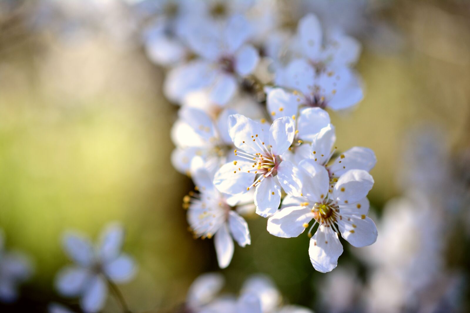 Nikon D5200 sample photo. Cherry plum, tree blossoms photography
