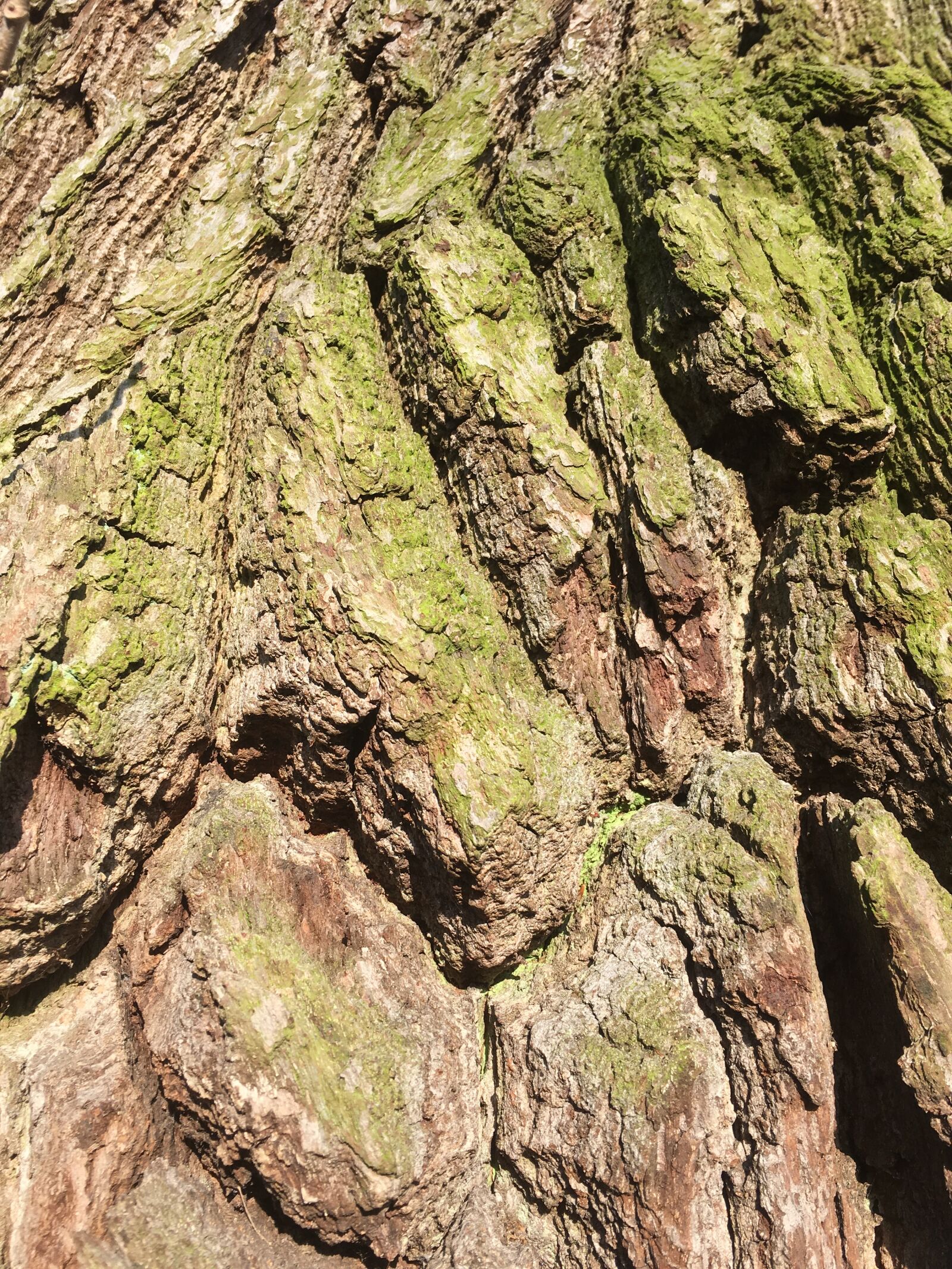 Apple iPhone 6s sample photo. Log, old tree, gnarled photography