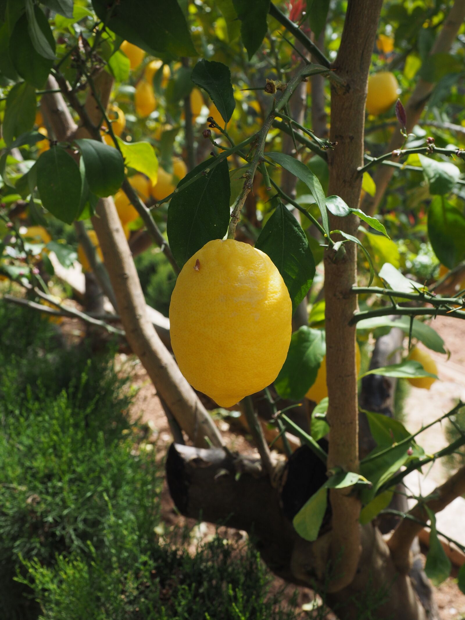 Olympus OM-D E-M1 + Olympus M.Zuiko Digital ED 12-40mm F2.8 Pro sample photo. Lemon, limone, lemon tree photography